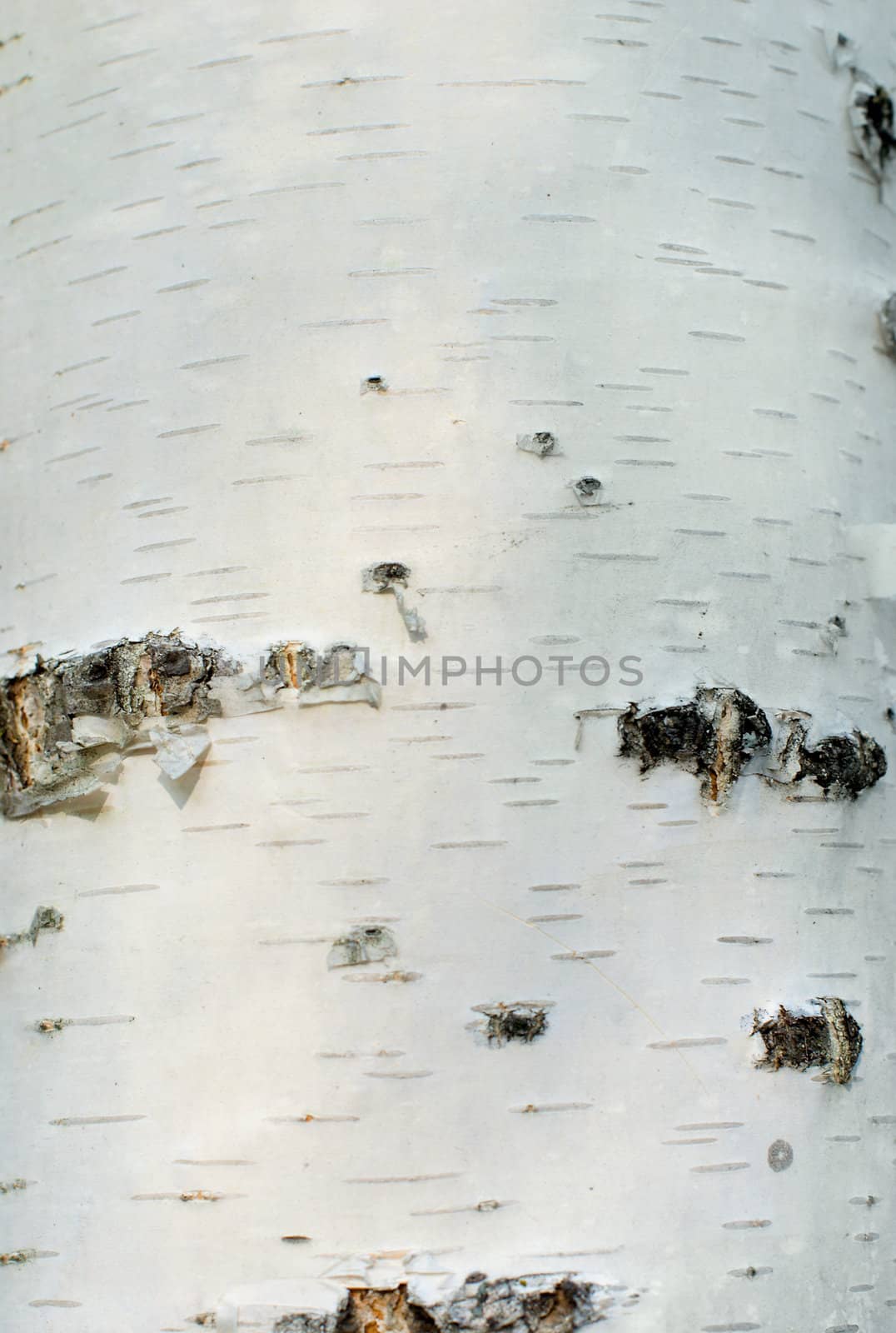 Close of white birch bark with small cracks