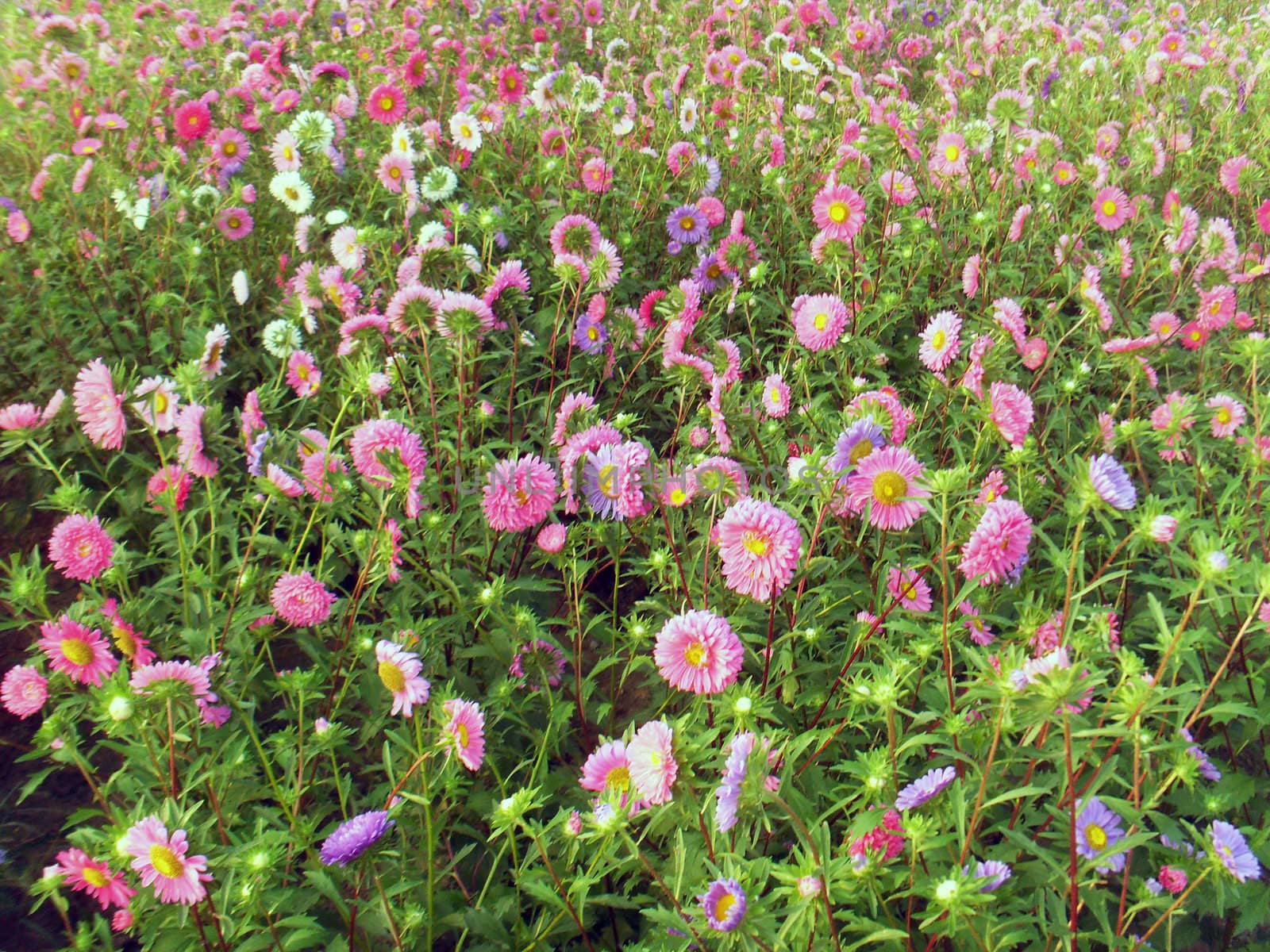 flowers