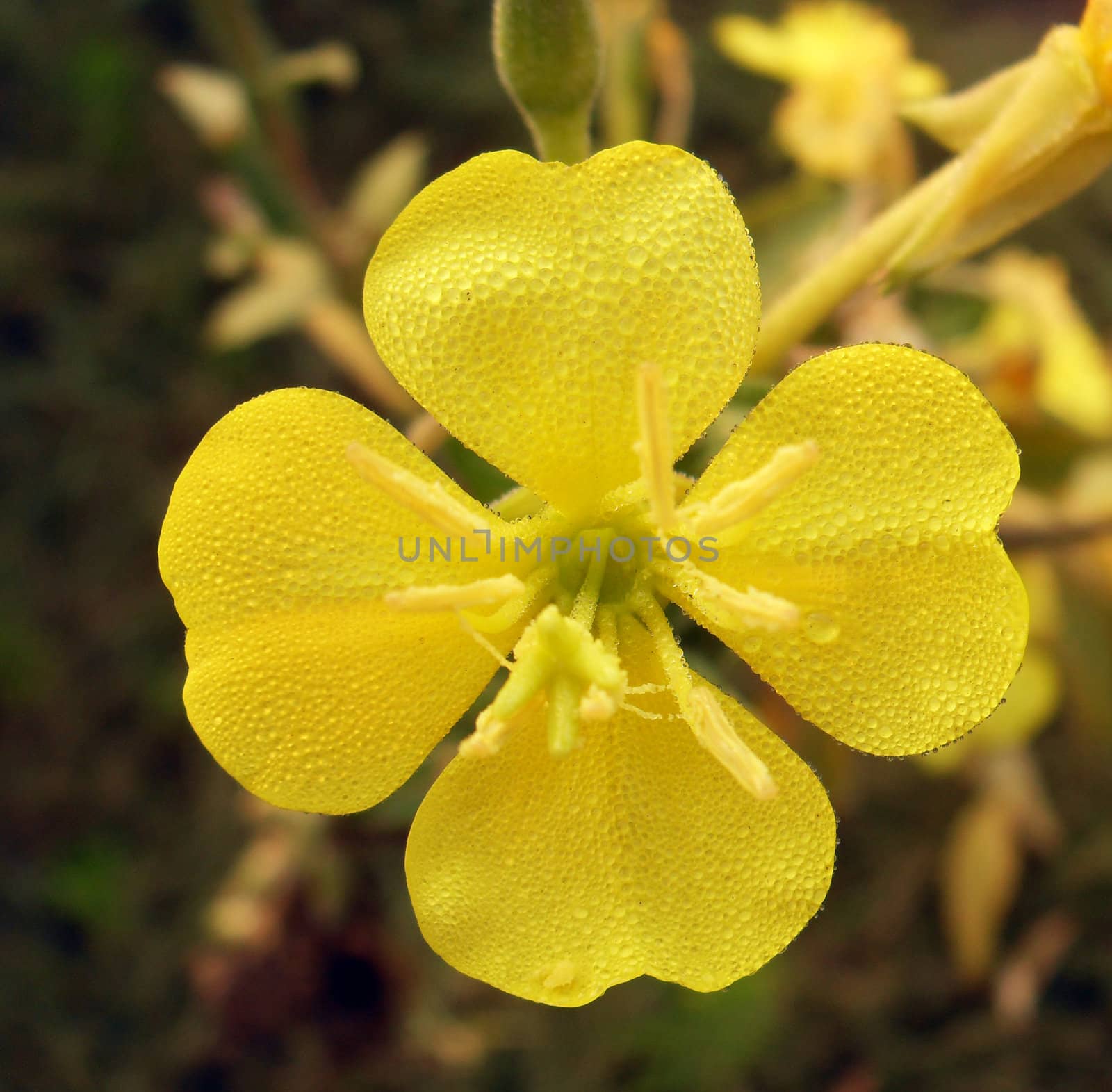 yellow flower