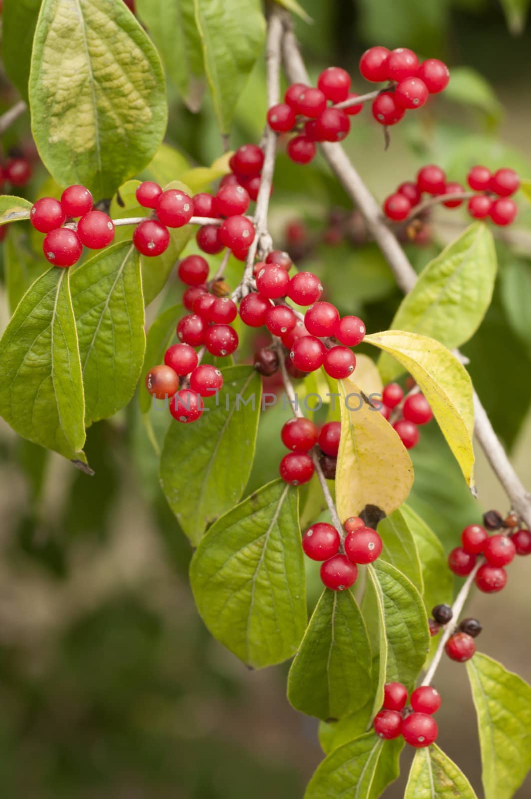Red berries among green leaves