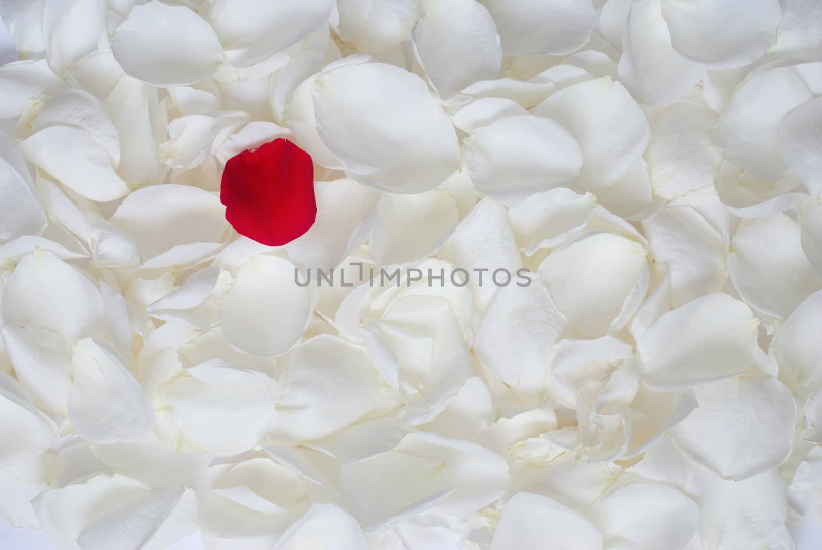 Red rose petal against the background of white petals