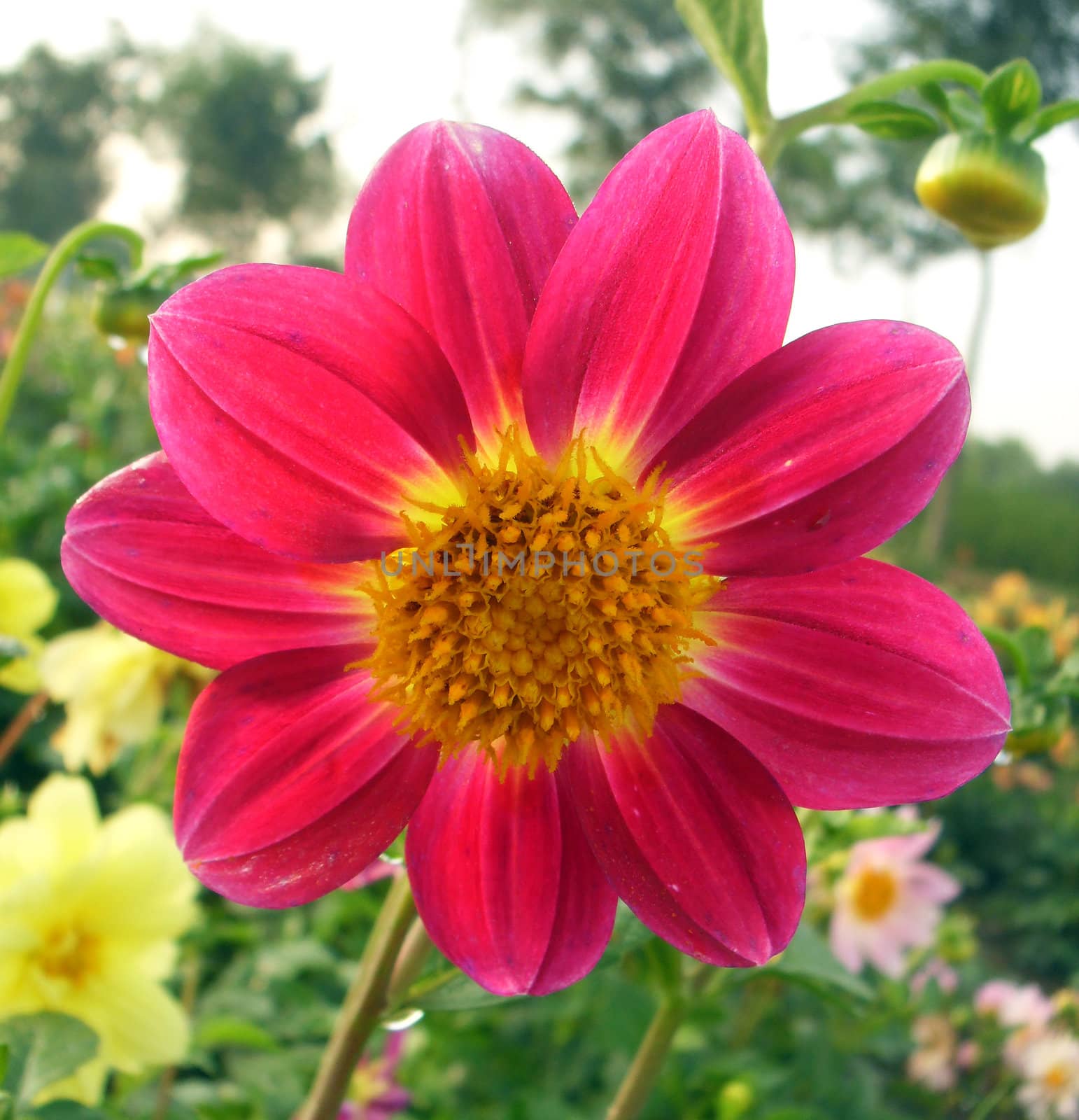 dahlia,