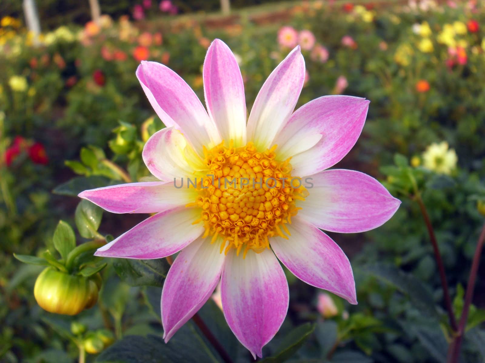 dahlia