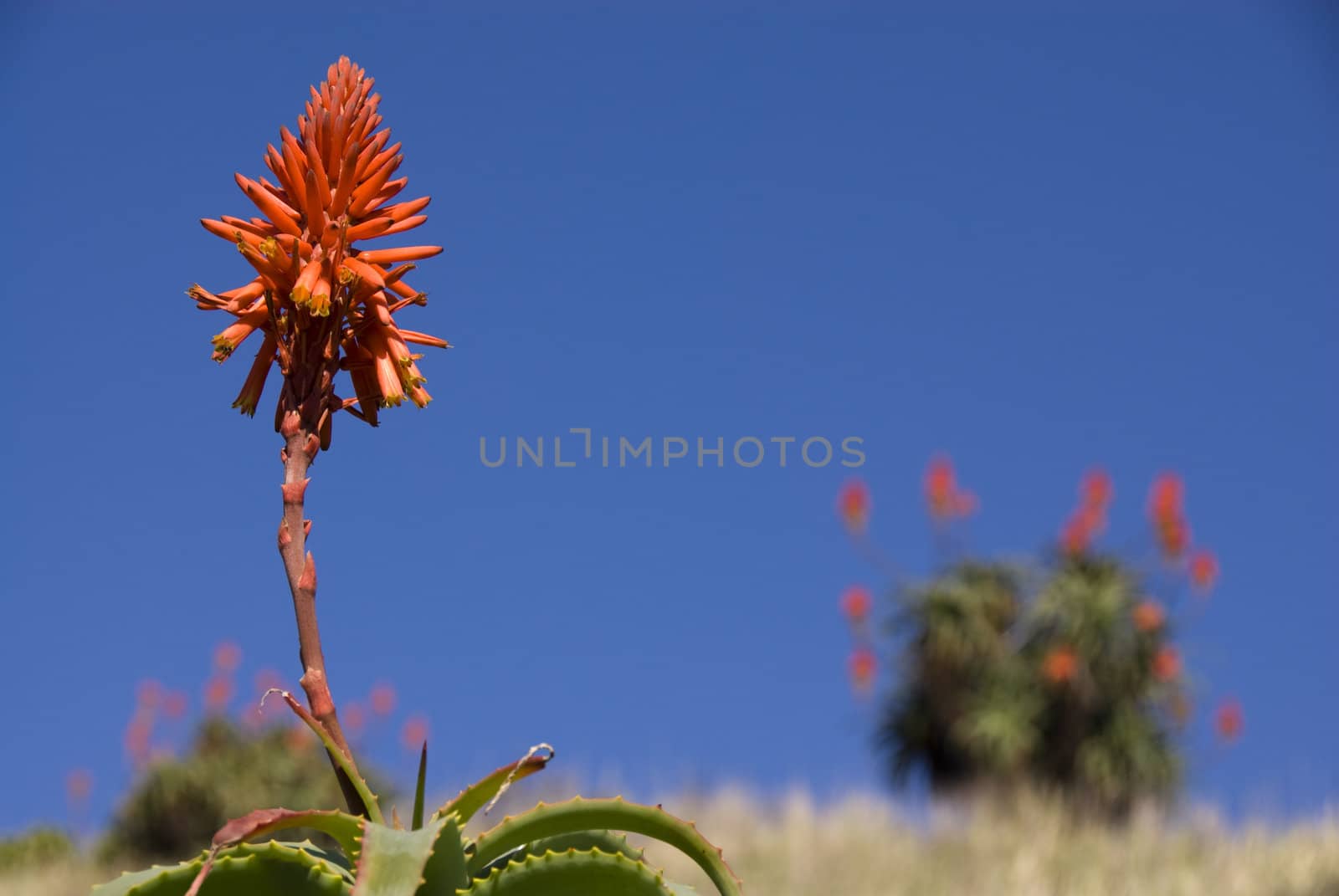 Aloe plant on hill top on a sunny day in south africa by Ansunette