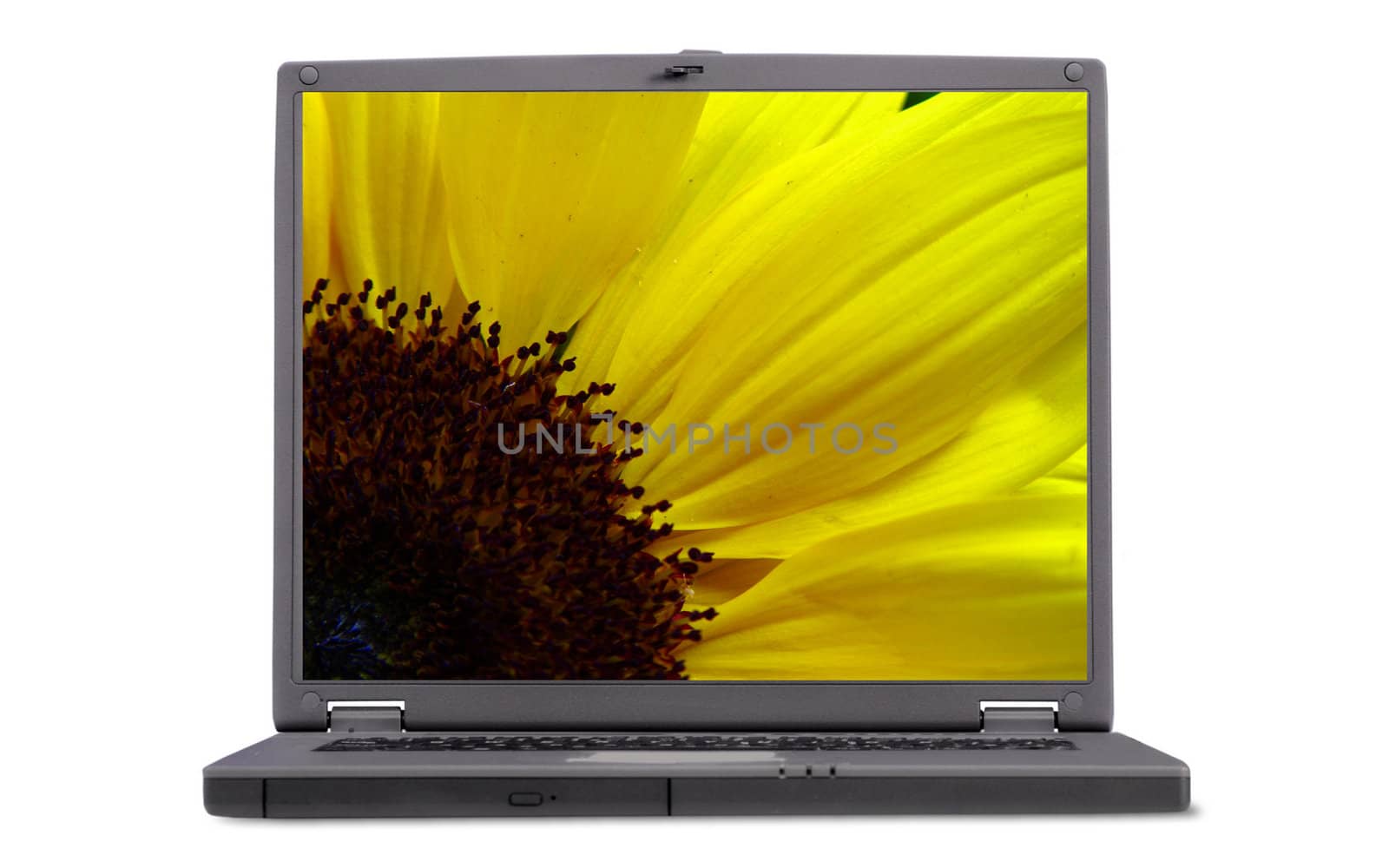 A sunflower of laptop screen  on white background.