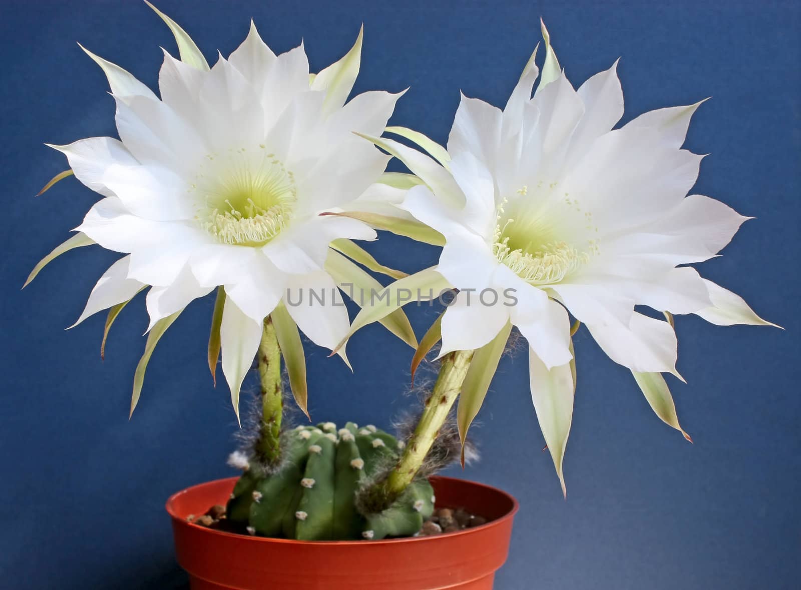 Cactus with blossoms on a  dark background (Echinopsis).