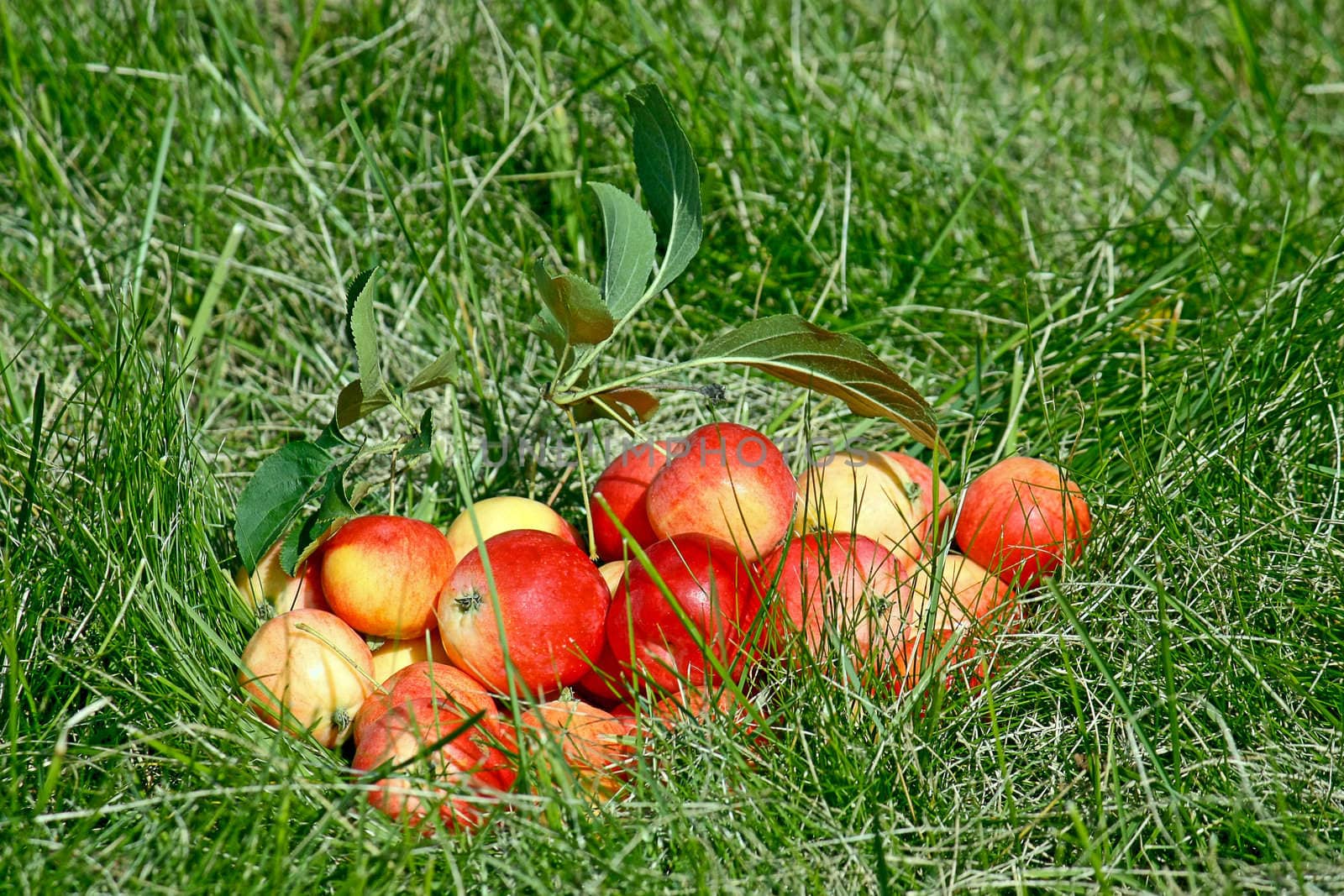 A bunch of red apples lie on the grass.