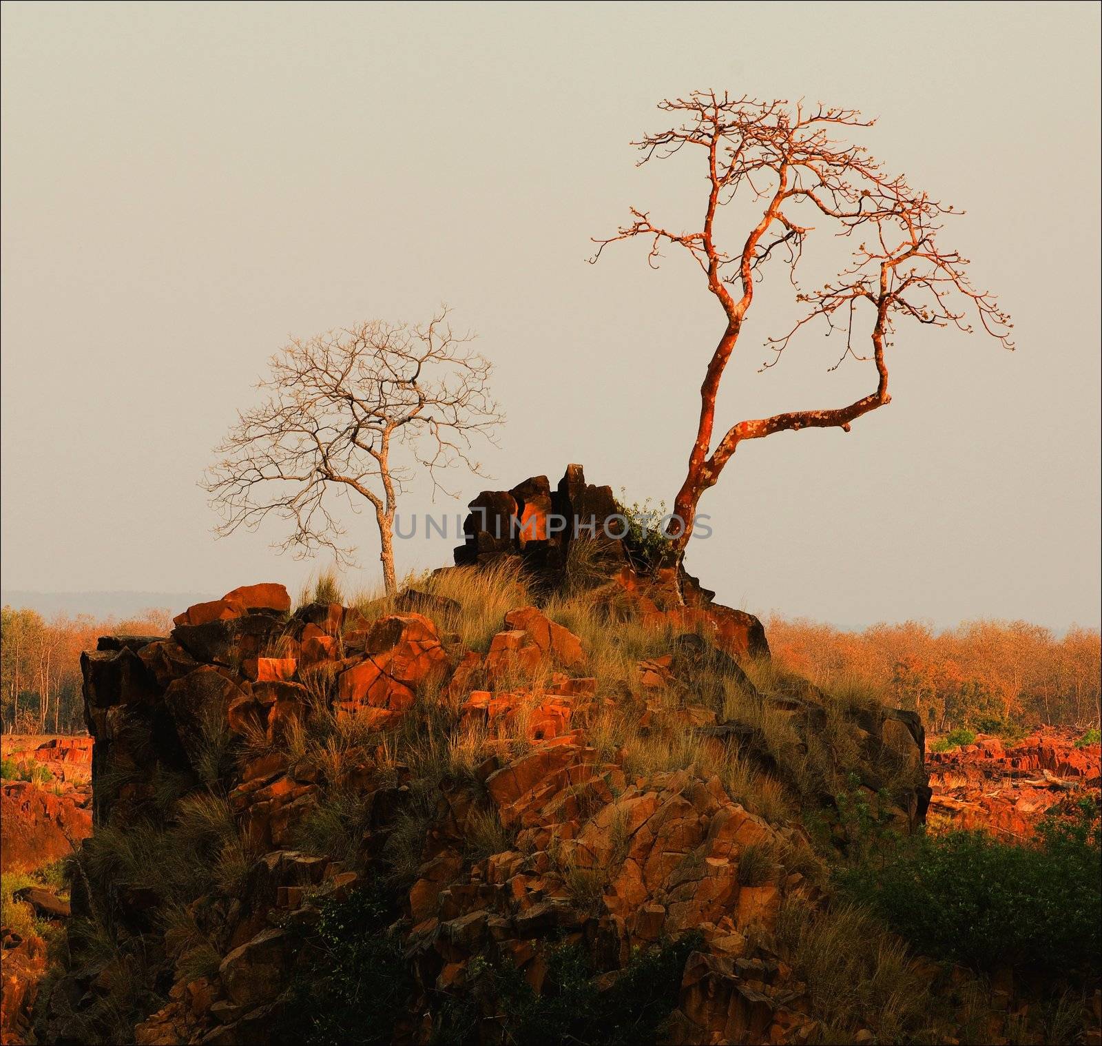 Against the gray sky red the trees which have been lit up by the coming sun brightly burn. National park Bandhavgarh. India.Winter