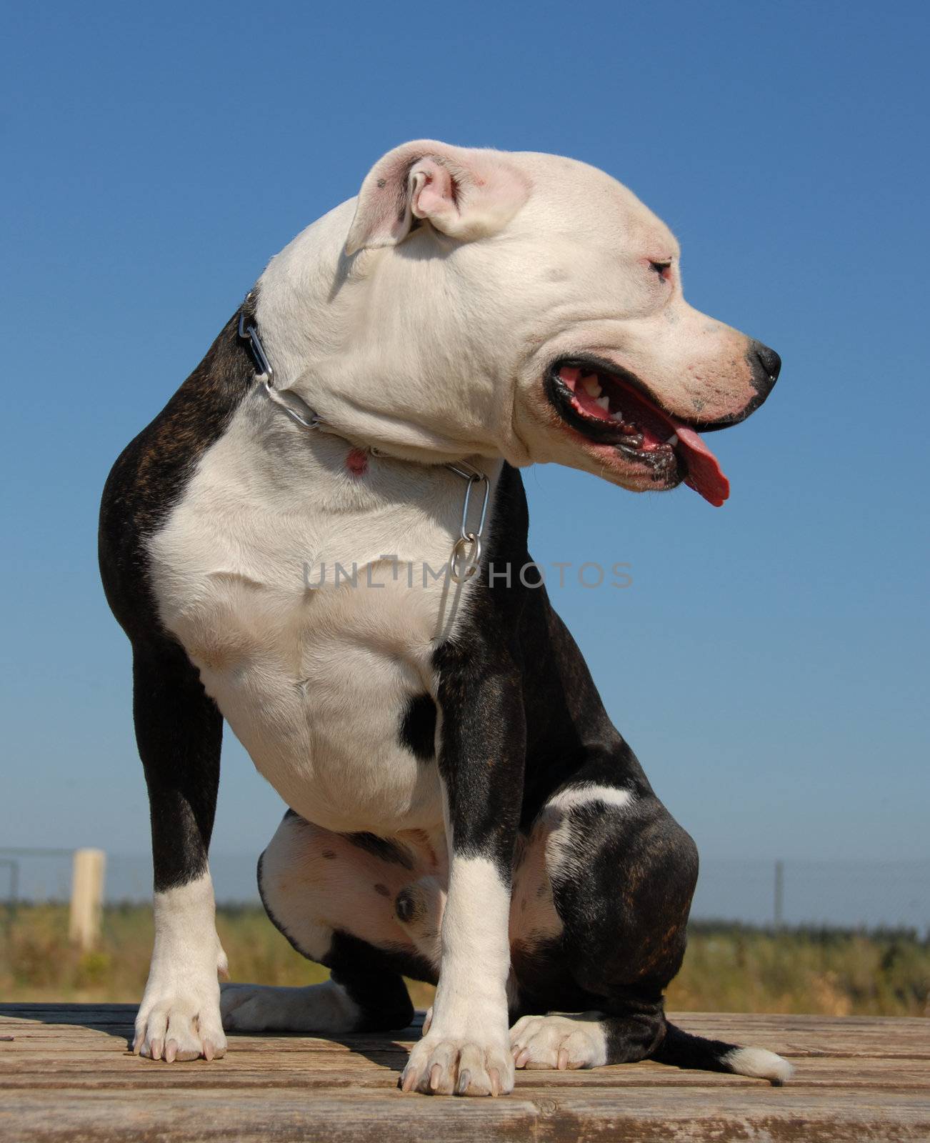 portrait of a beautiful purebred american staffordshire terrier