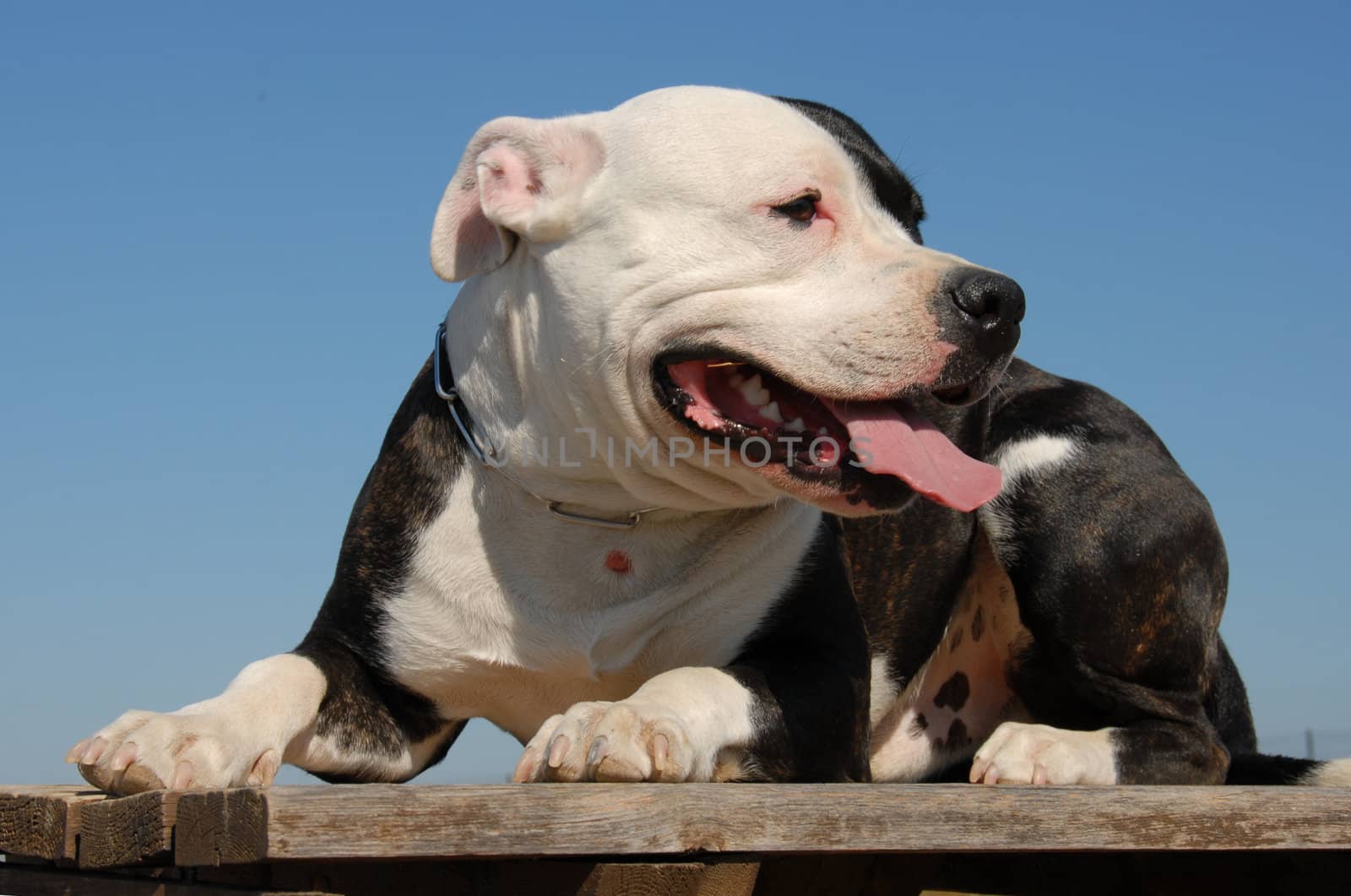 portrait of a beautiful purebred american staffordshire terrier