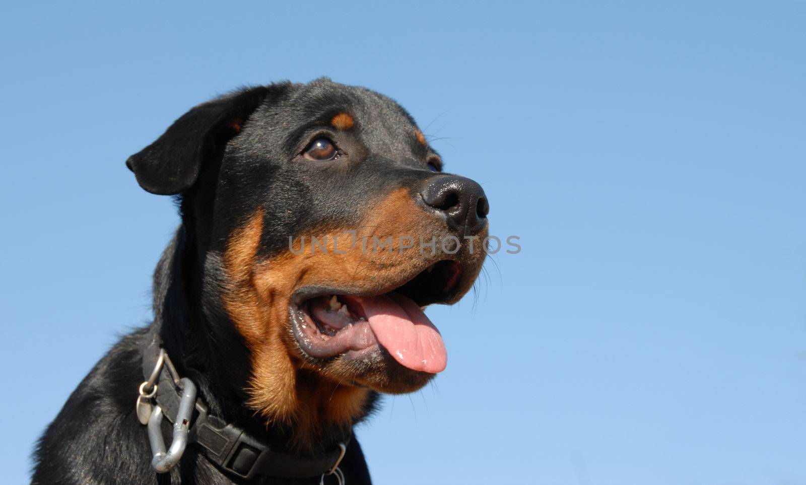 portrait of a beautiful puppy purebred mastiff rottweiler