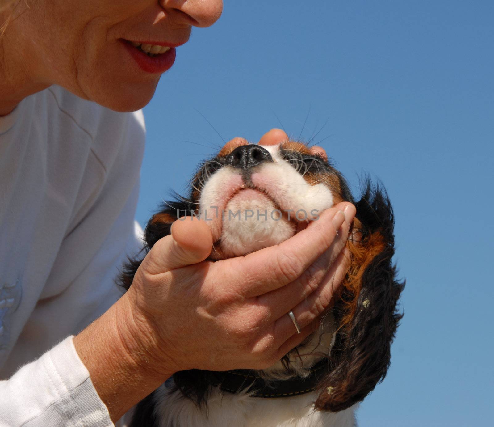 smiling old woman and her little purebred cavalier king charles