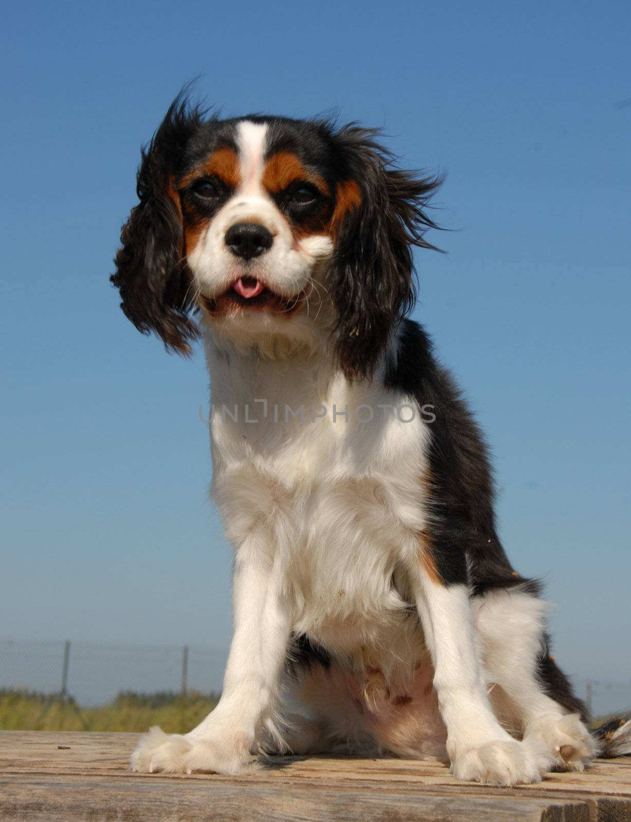 little purebred cavalier king charles in a blue sky