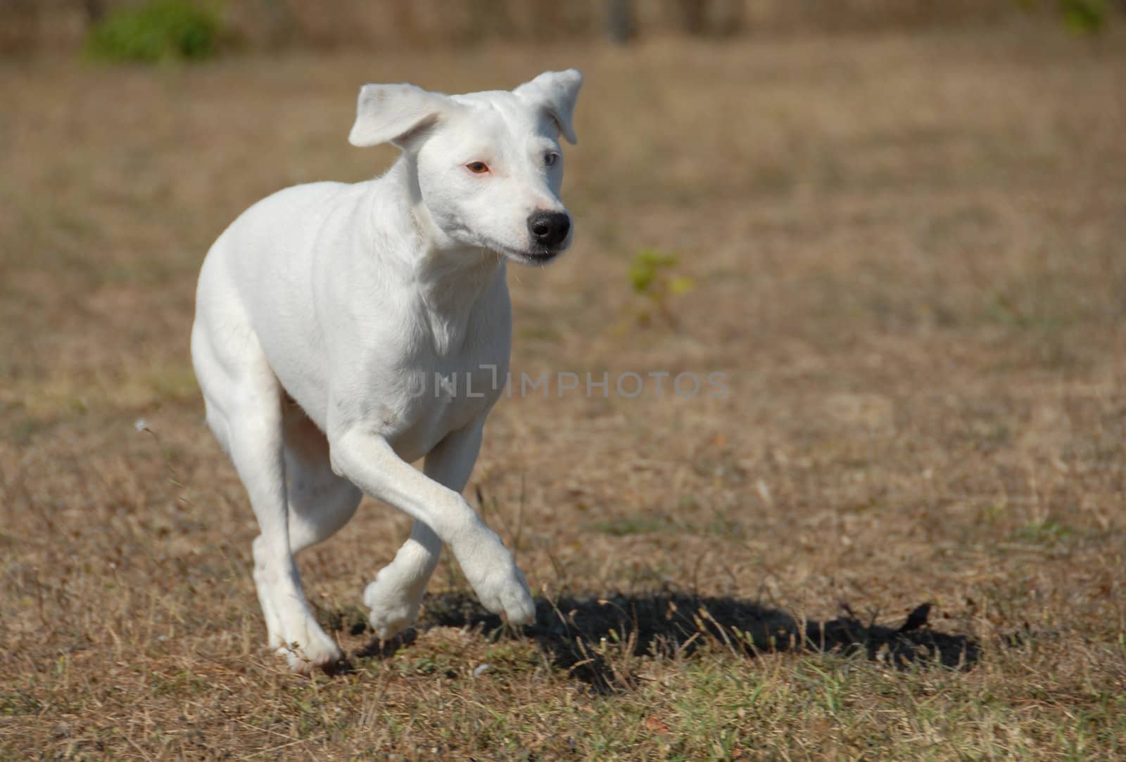 beautiful running dog: purebred jack russel terrier