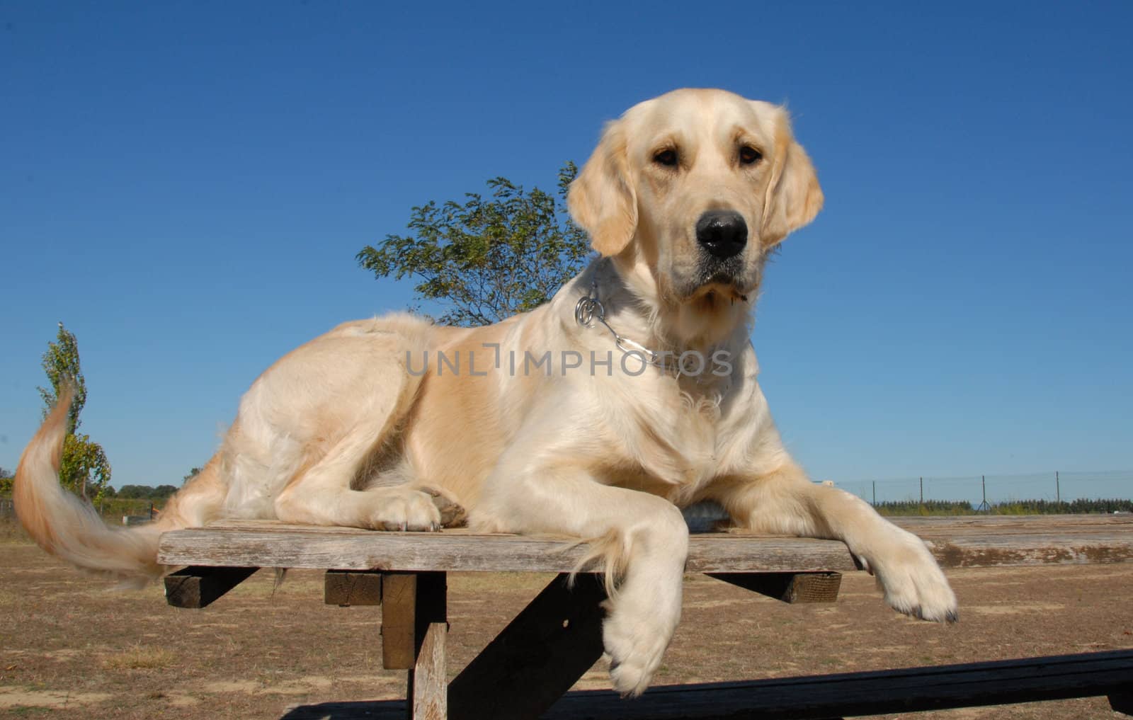 beautiful purebred golden retriever laid down on a table