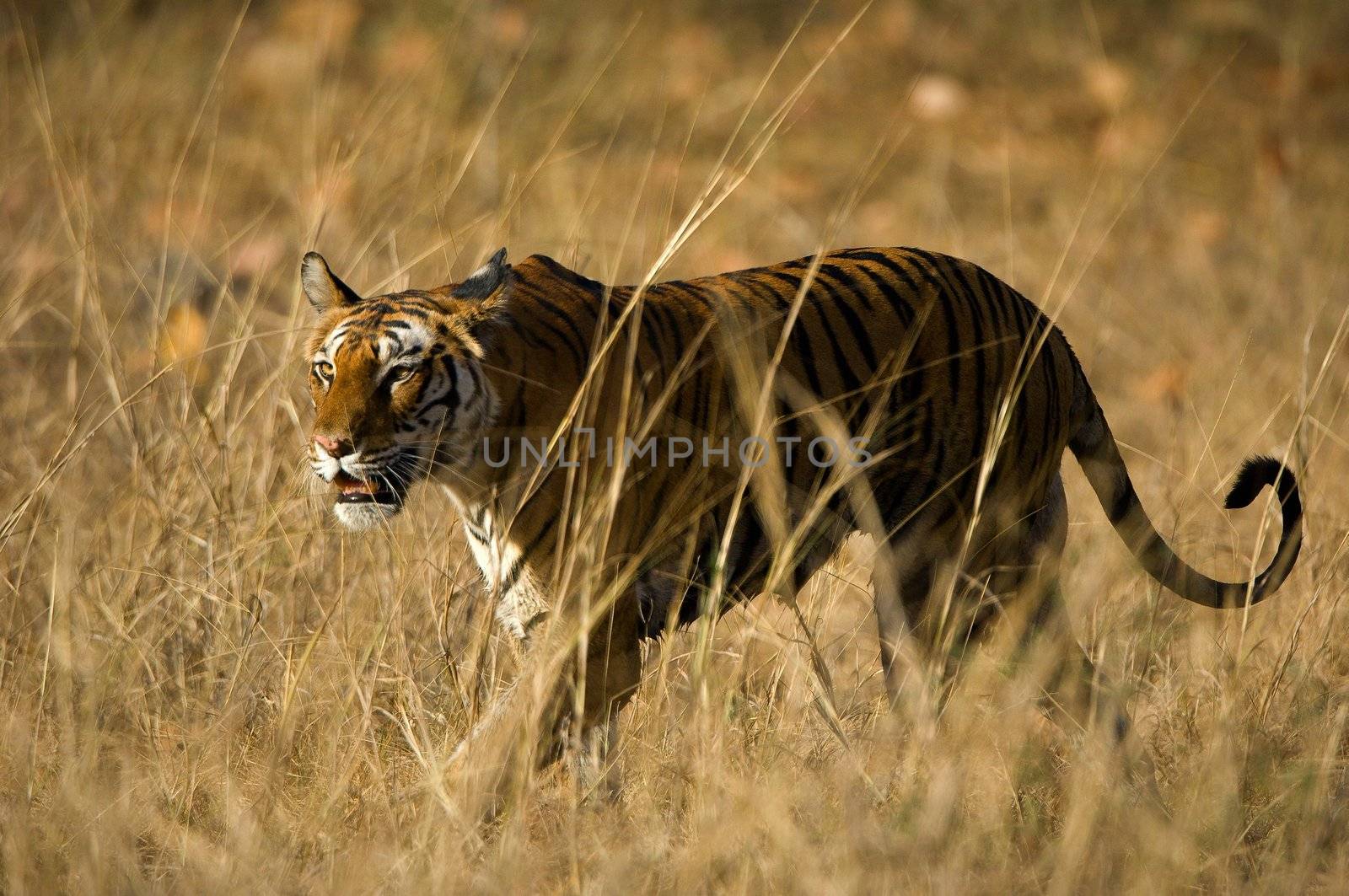 Alert wild Bengal tiger walking on short dry grass in Bandhavgarh  national park