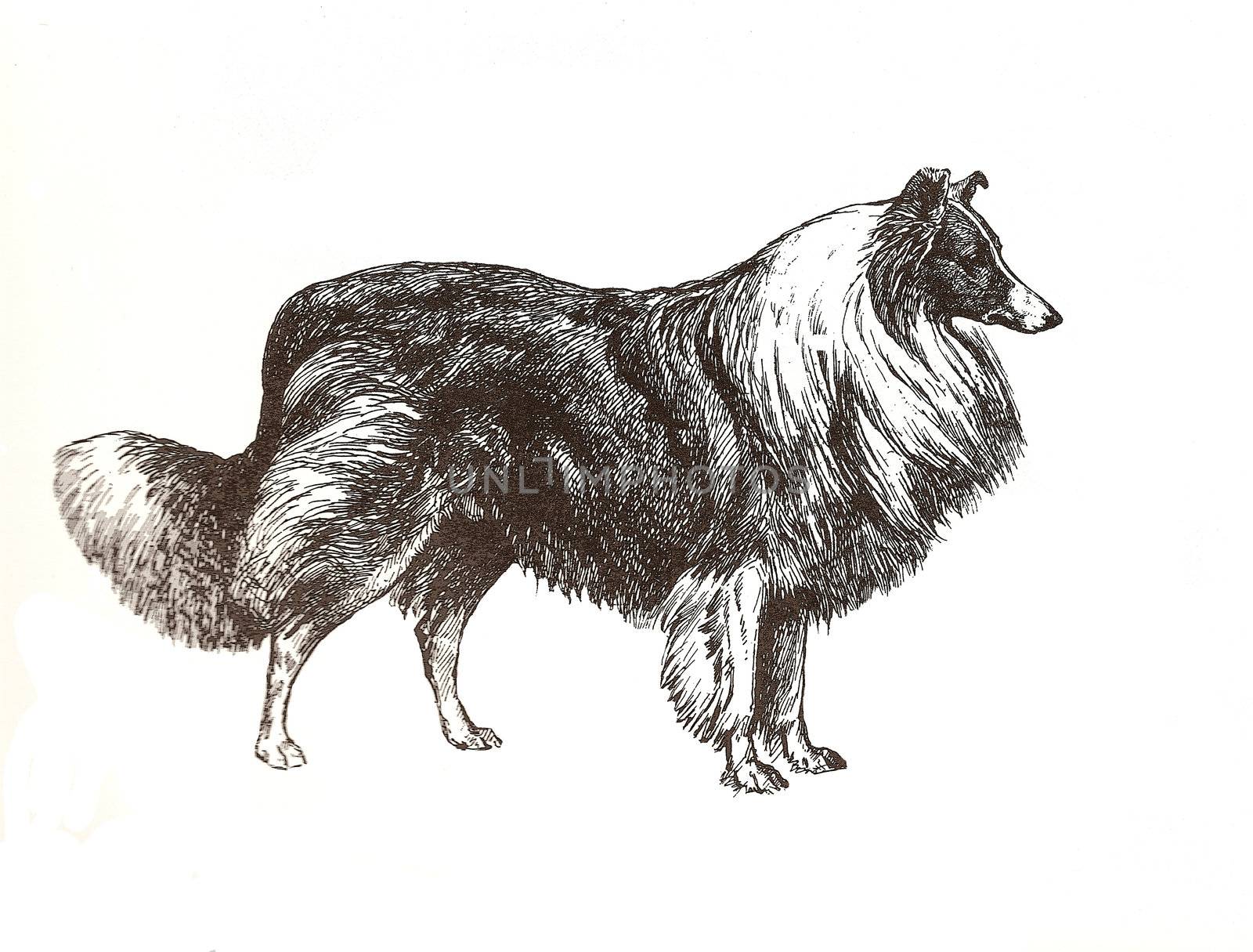 illustration of collie shepherd in black and white