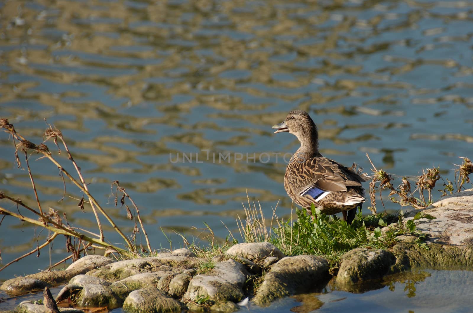 female wild duck in a french river