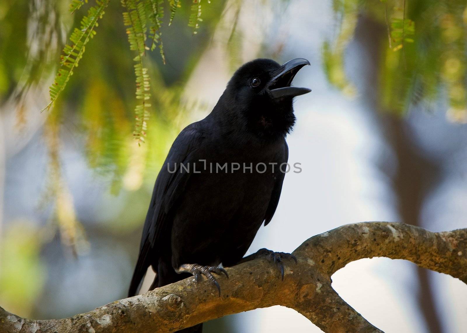 Large-billed Crow or Jungle Crow (Corvus macrorhynchos) Kanha National Park INDIA