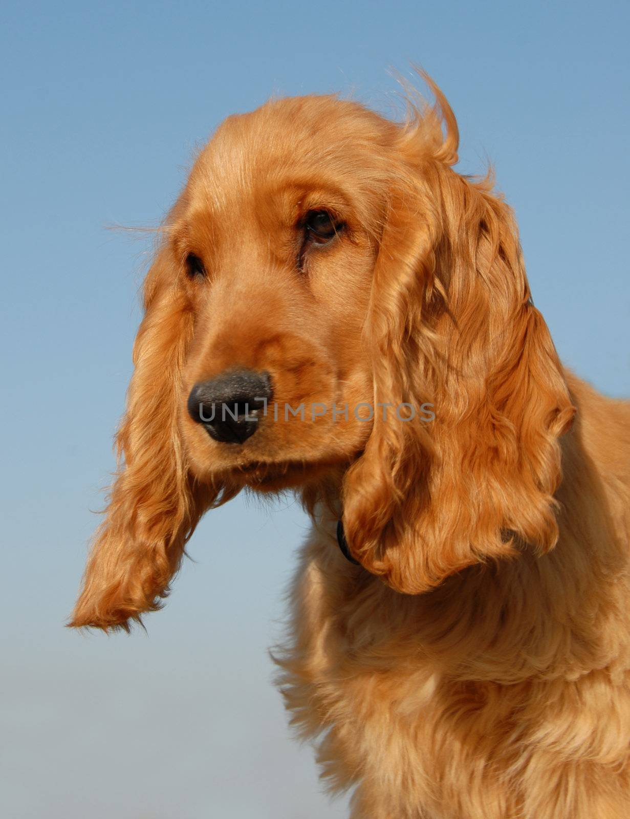 puppy purebred english cocker: cute hunting dog