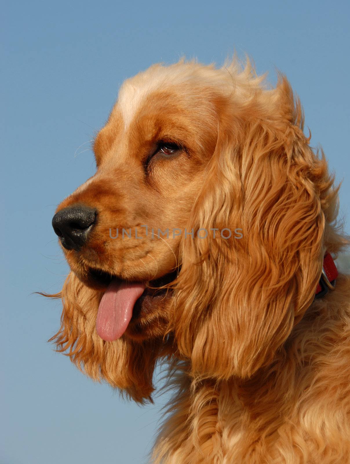 puppy purebred english cocker: cute hunting dog