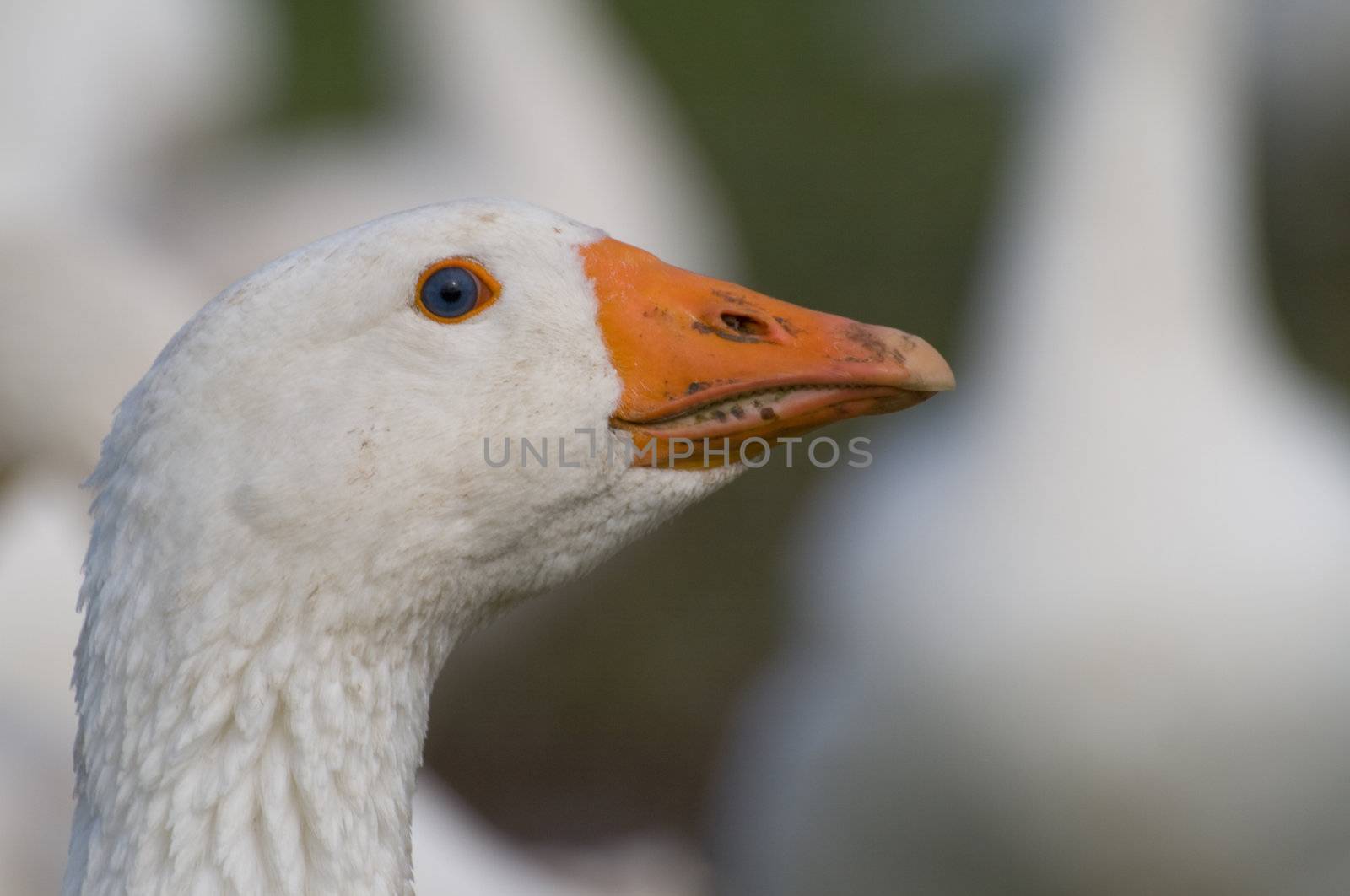 White head and orange beak of a goose