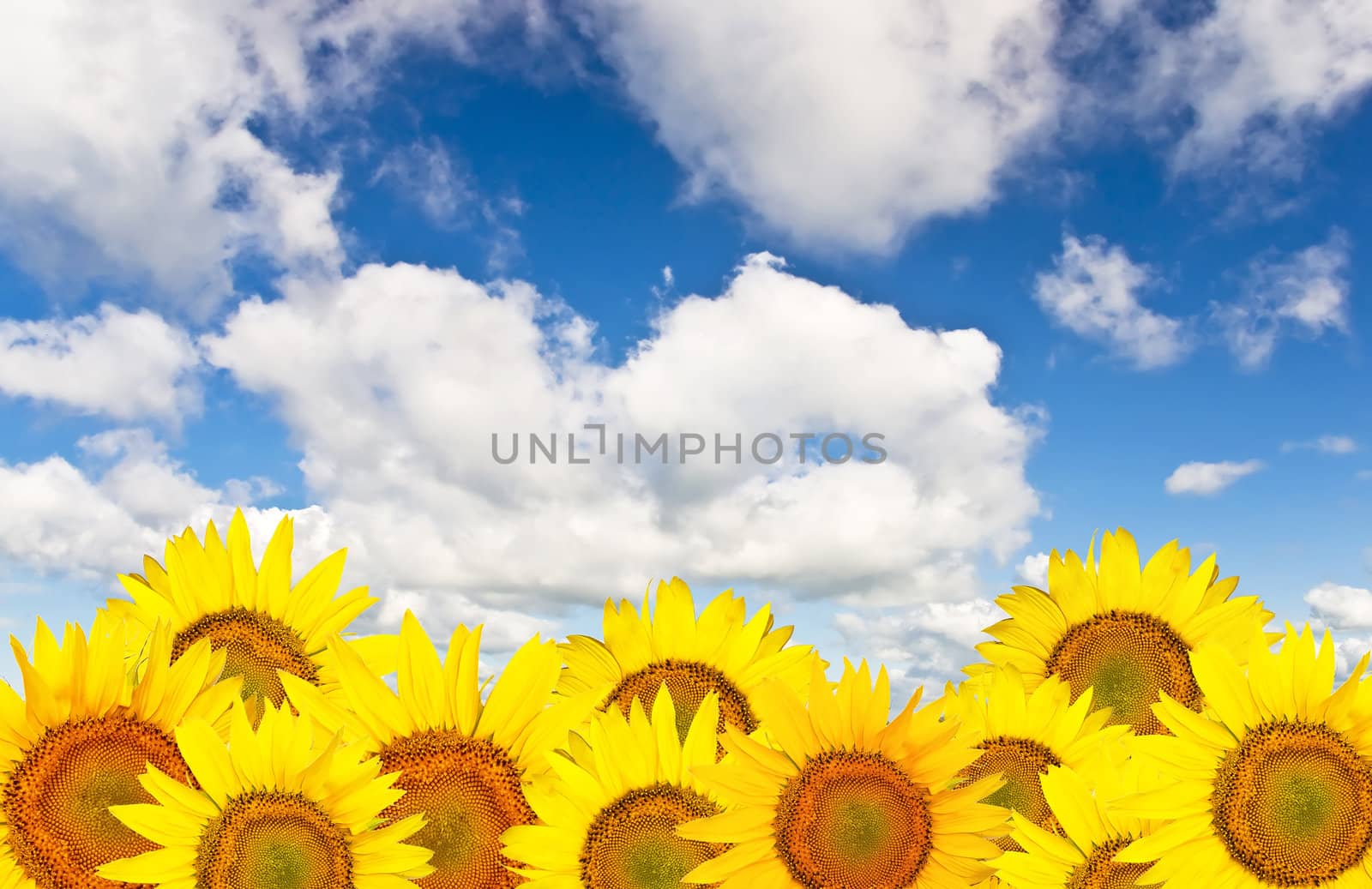 Beautiful yellow sunflower against a background of clear blue sky with clouds.