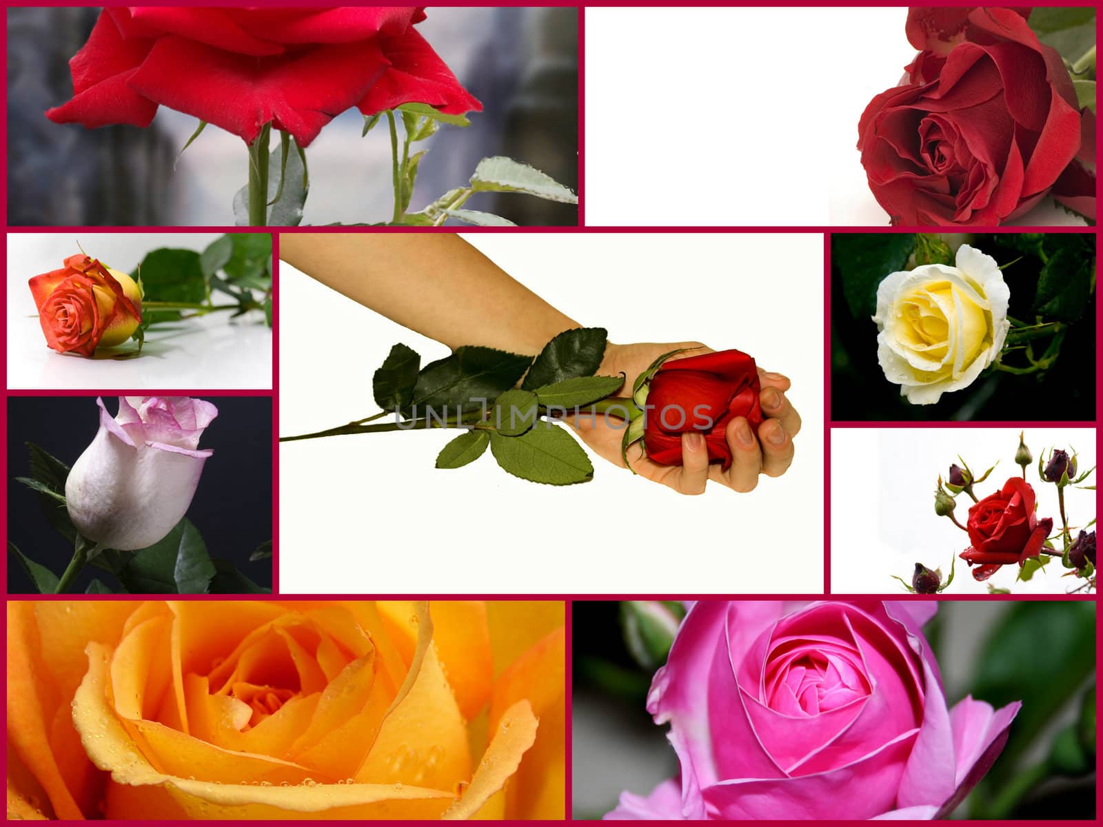 Roses of different colors in the hands of women