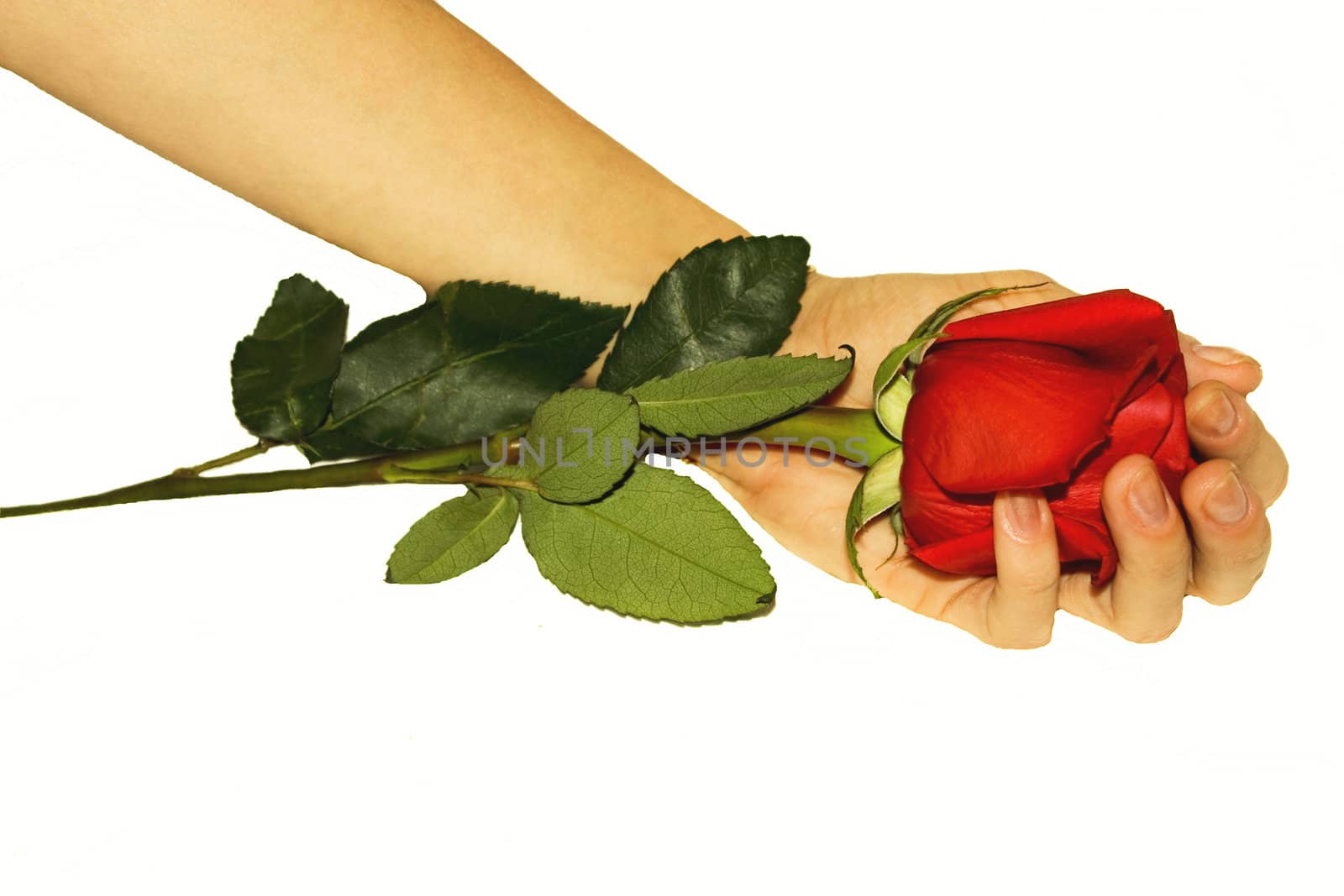 Beautiful hand with rose  by Baltus