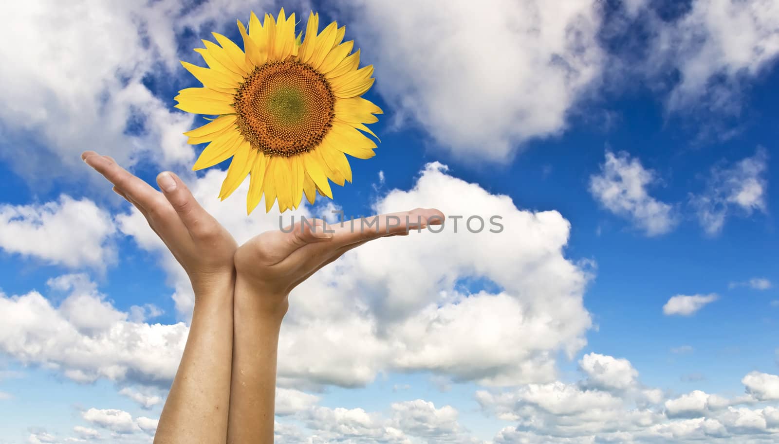 Women's hands with a sunflower on background of blue clear sky. Symbol of nature and concern.