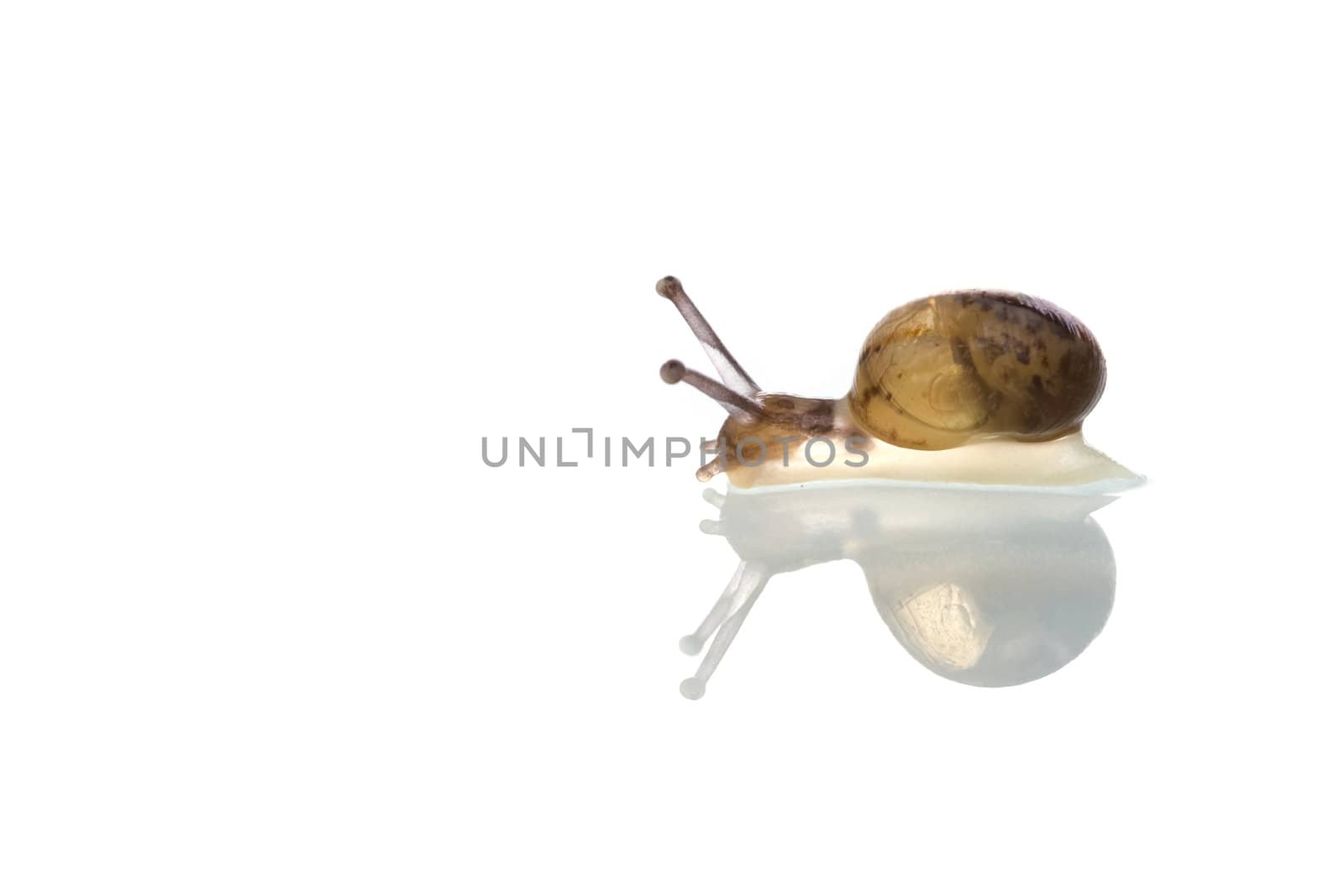 a little snails on a white background