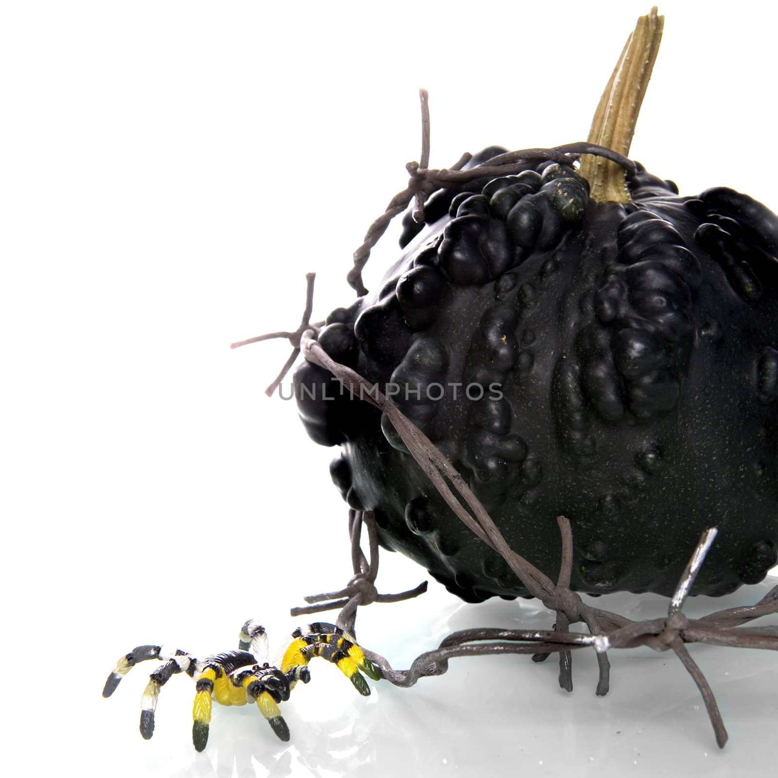 a calabash with barbed wire and a spider on a white background
