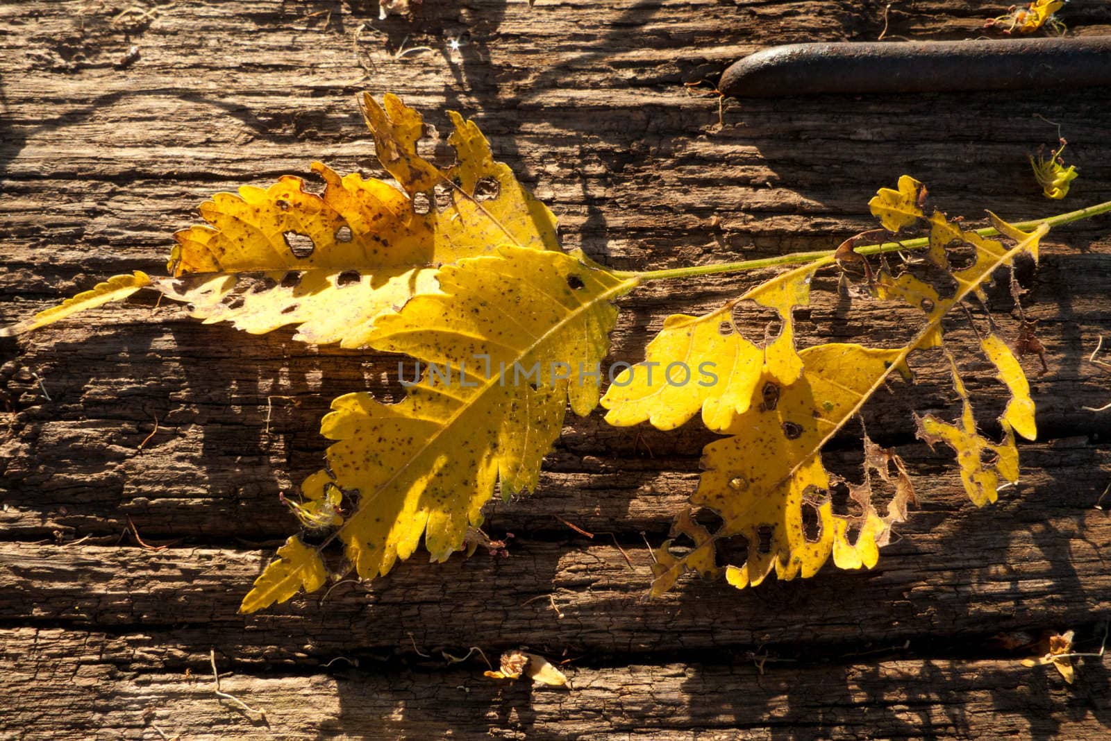 Warm evening light shines on the dead leaves on old wood background