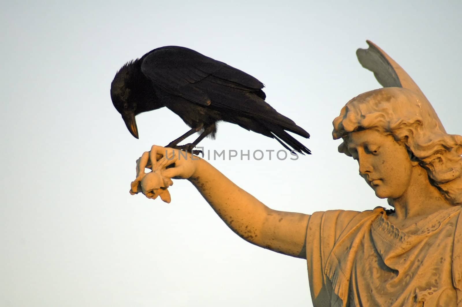 black crow sitting on hand of angel sculpture