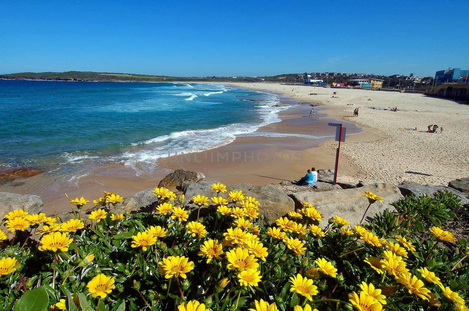 famous Maroubra Beach in Sydney, yellow flowers in foreground
