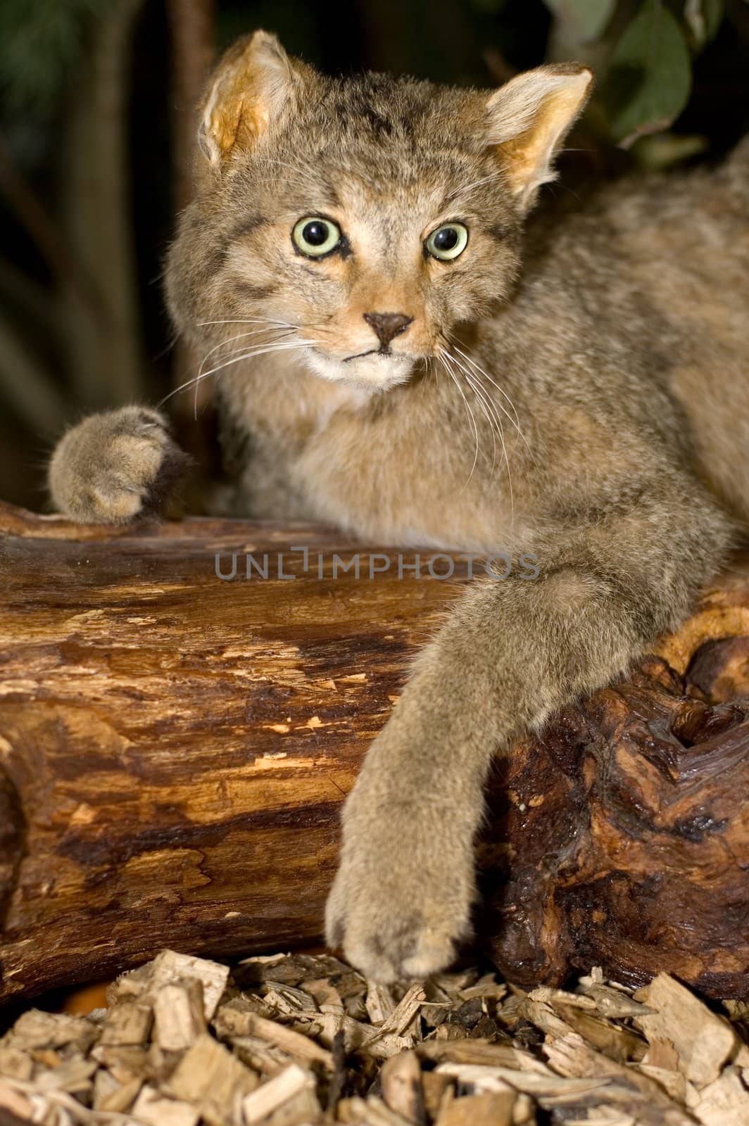 stuffed wild cat resting on old wood,