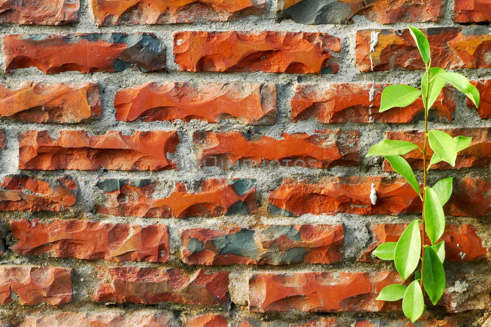 The red brick wall with green plants