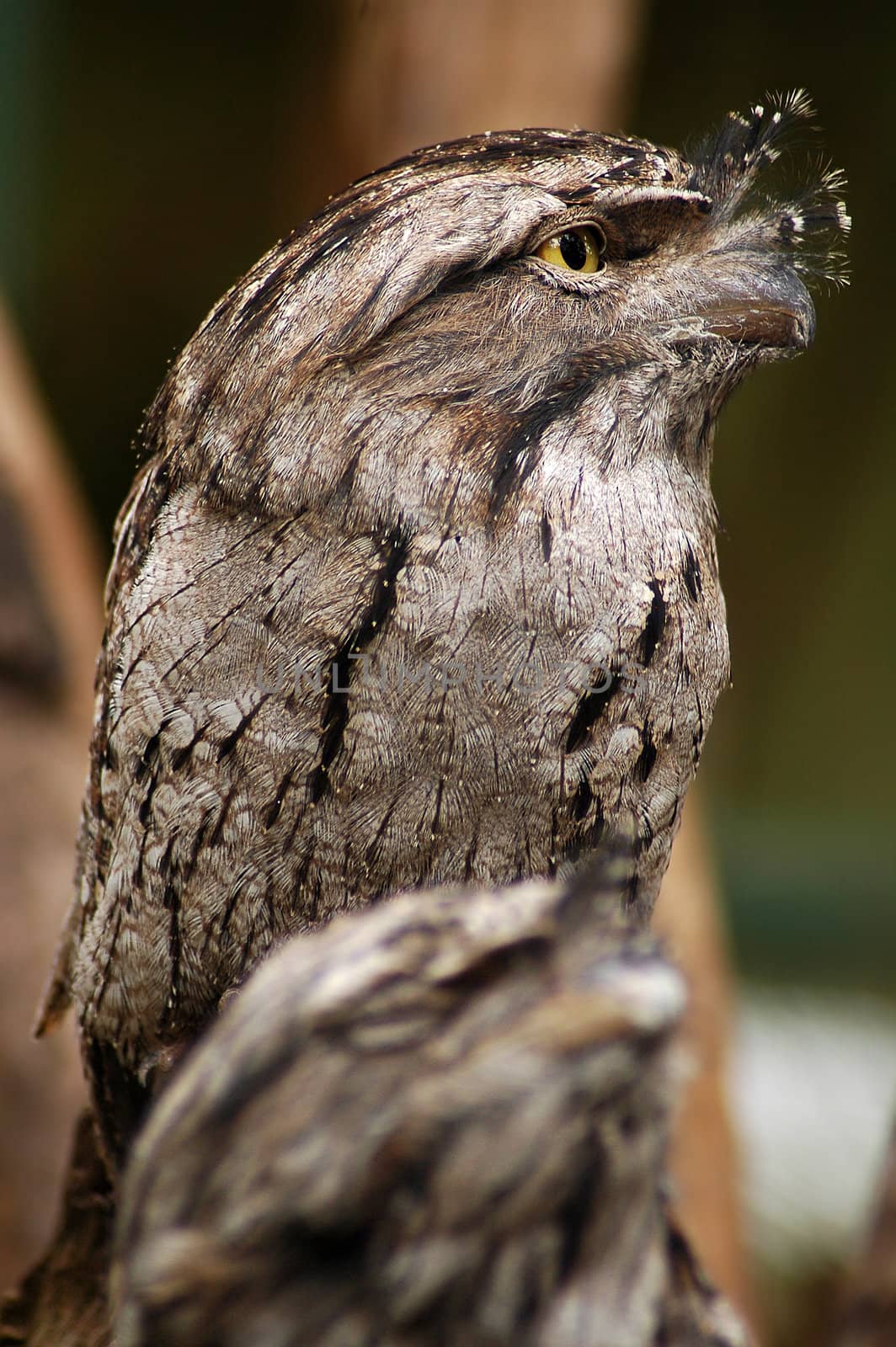 grey australian bird, large yellow eyes, camouflaged to look like a tree branch.