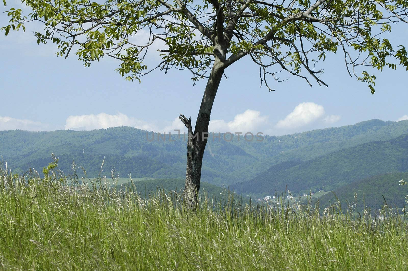 solitary tree on a hill, green grass, blue hills and sky