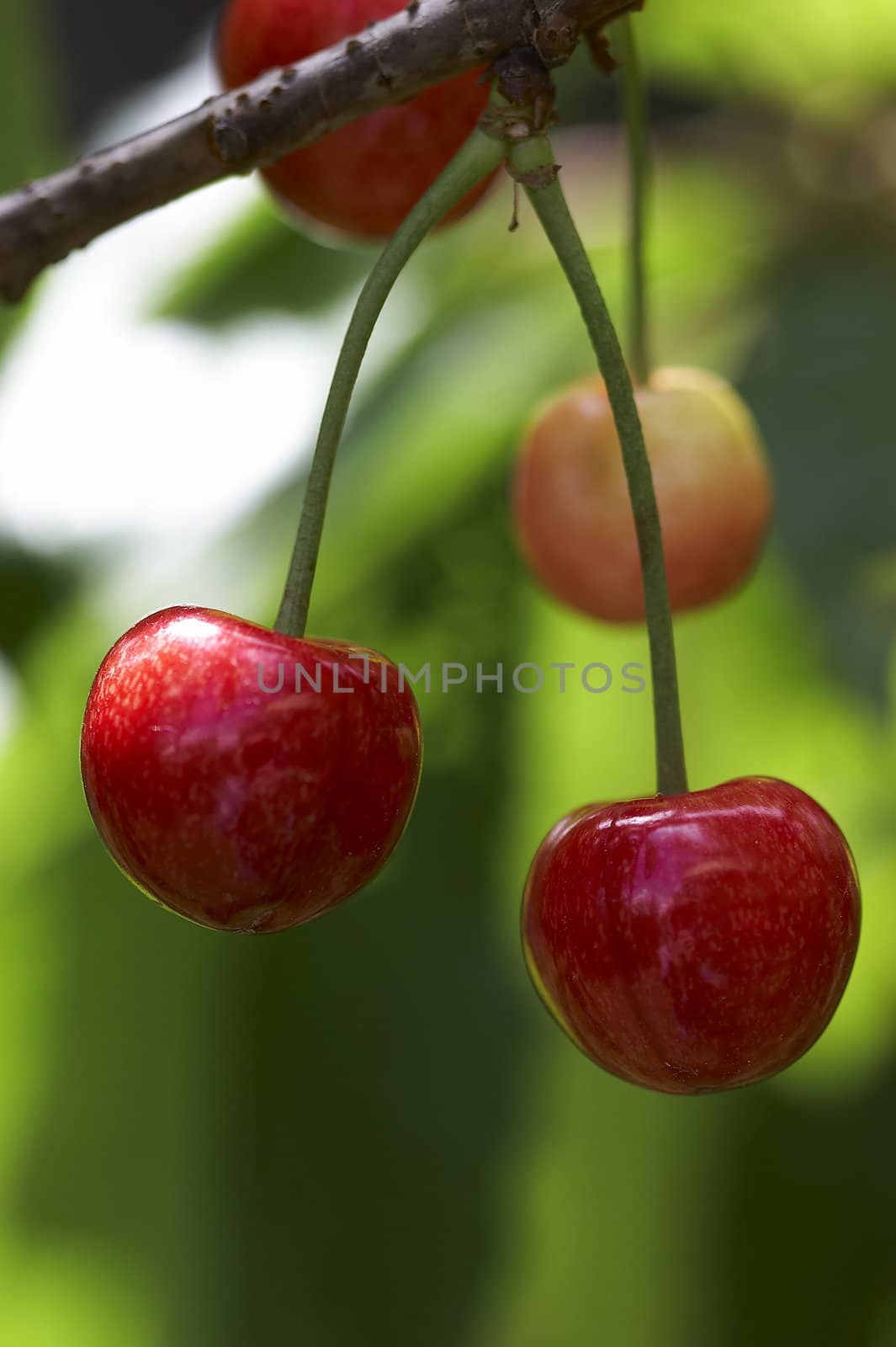 sweet cherry