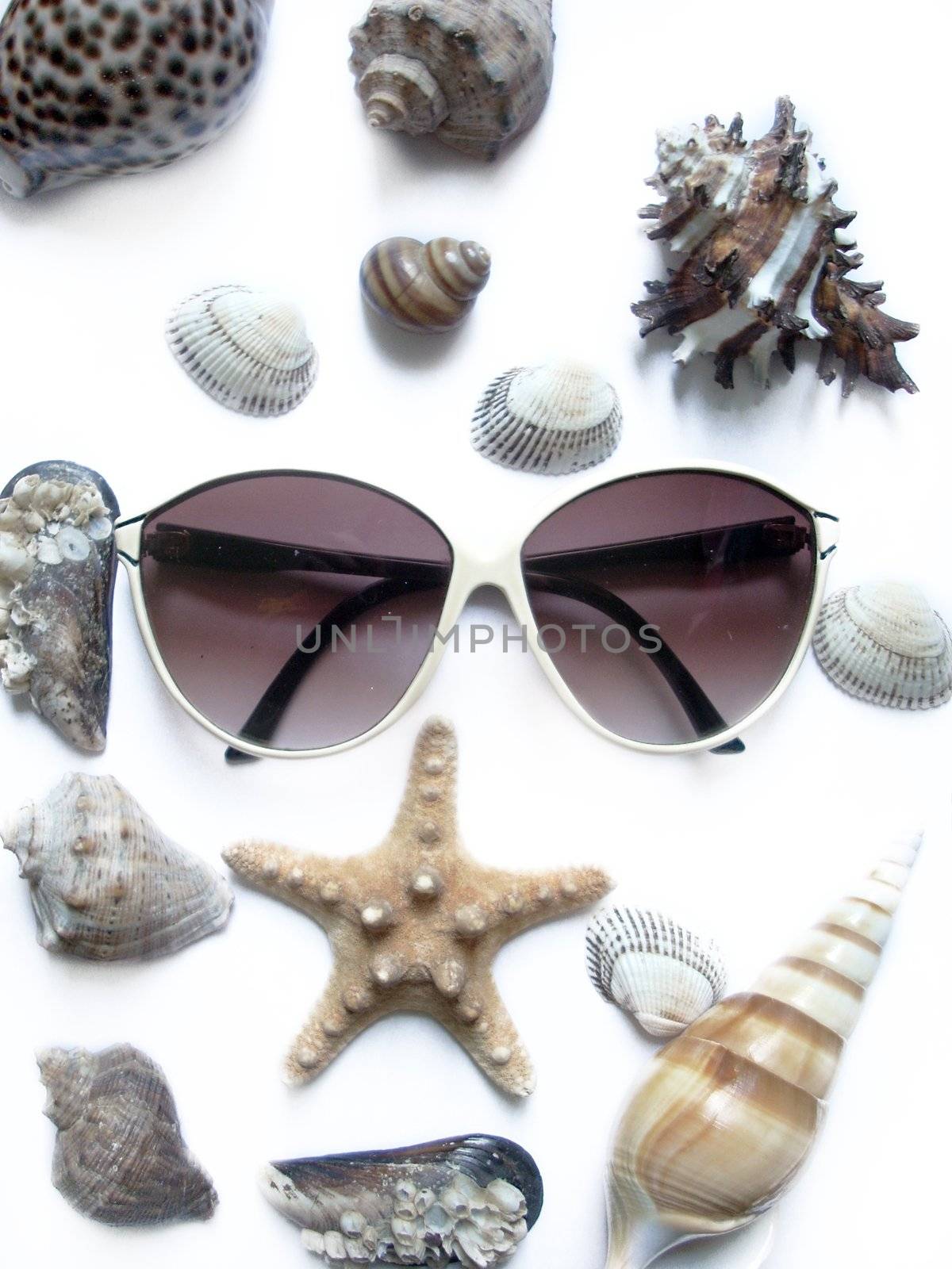 solar glasses and different seashells 