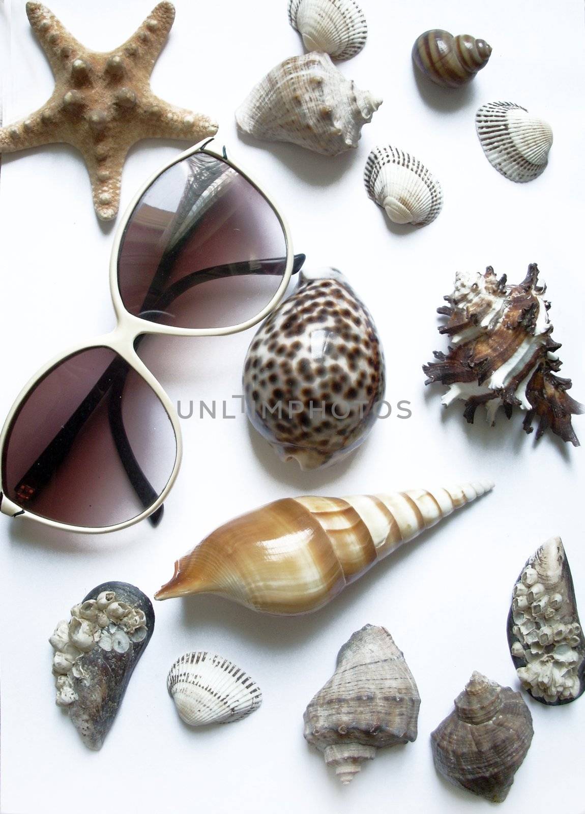 solar glasses and different seashells by DOODNICK