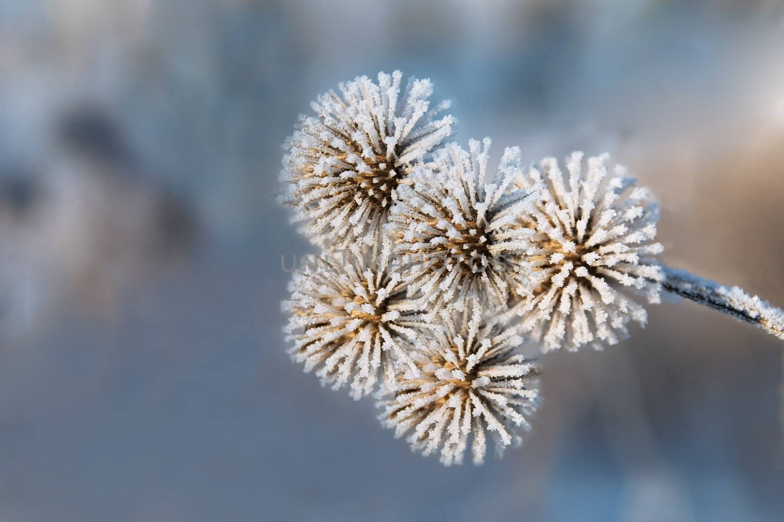 The head of a burdock covered with hoarfrost