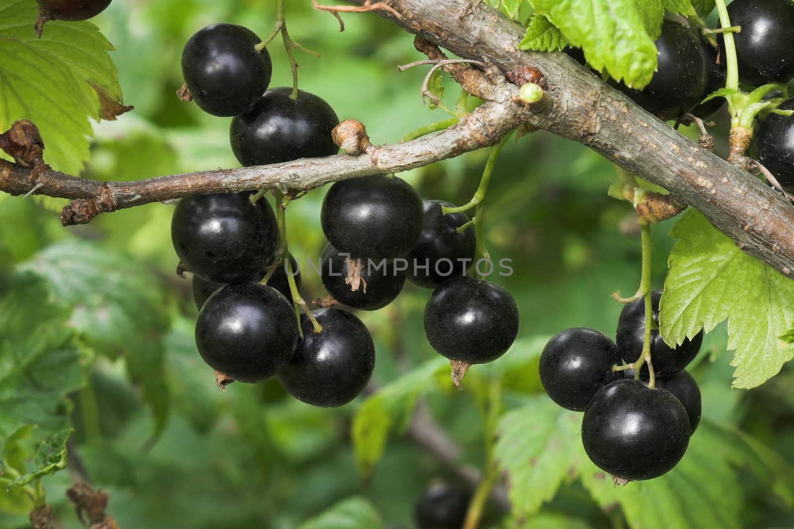 The ripened black currant on a branch