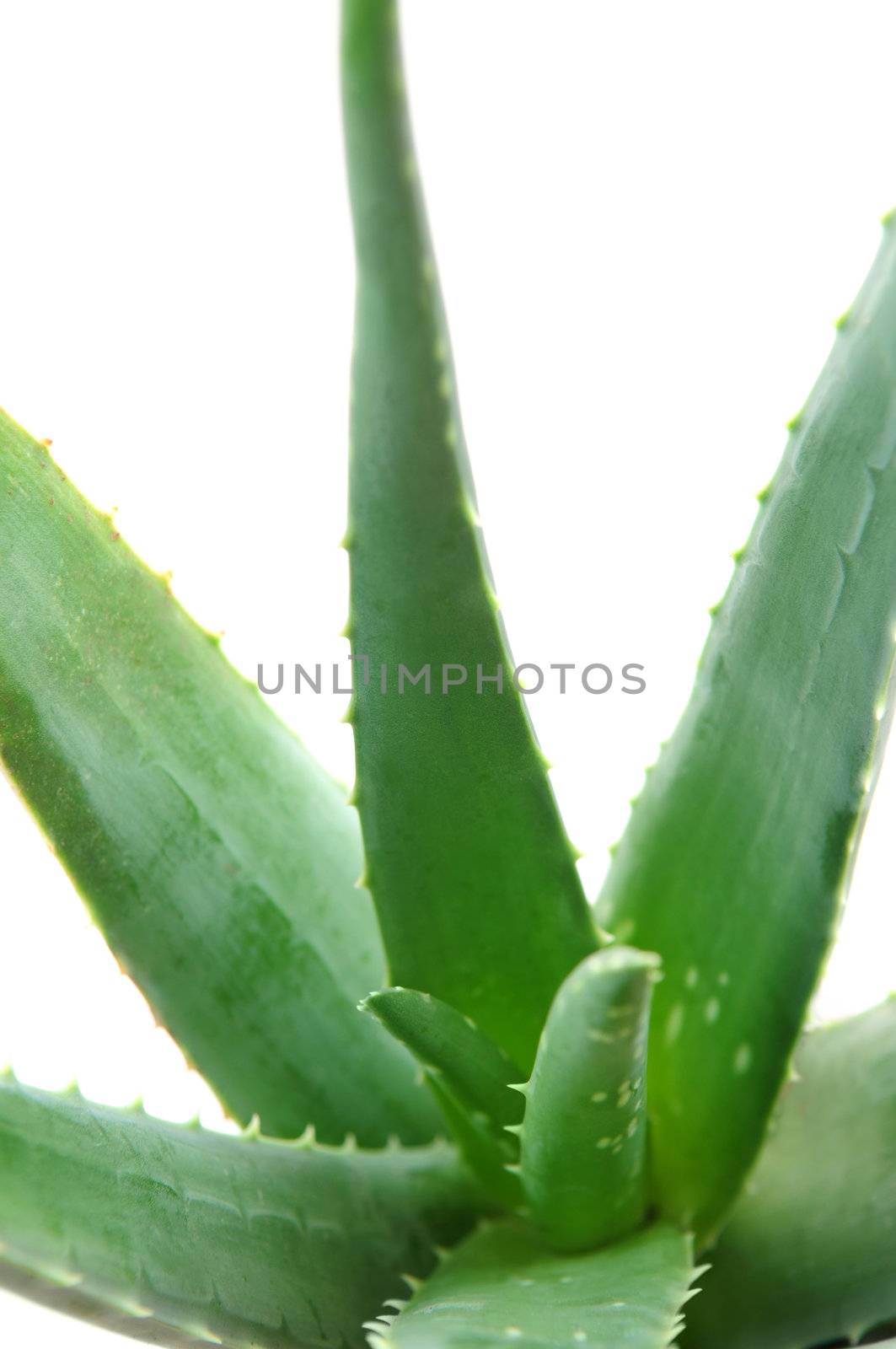 Green leaves of aloe plant close up on white background