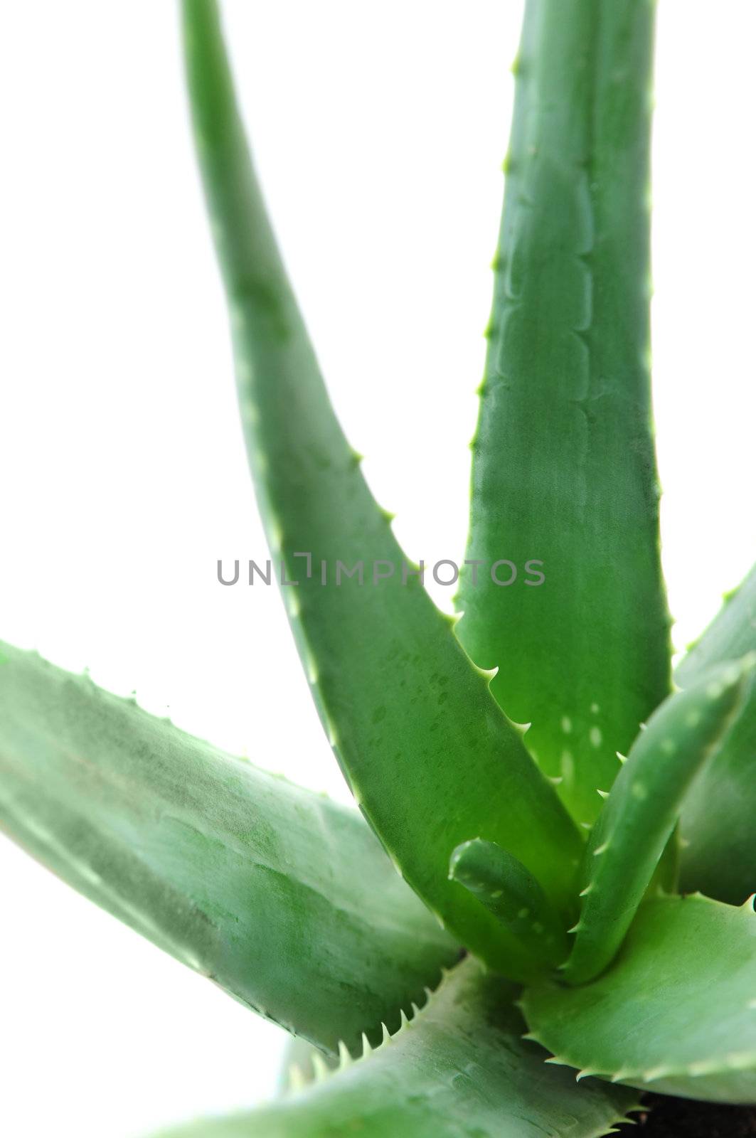 Aloe plant by elenathewise