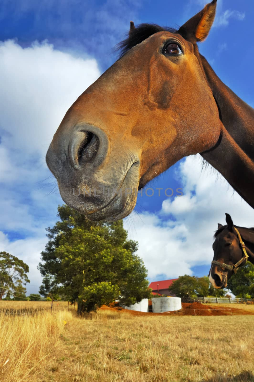 Close up of a smiling horse, from low viewpoint. Another horse looking into the picture from the right.