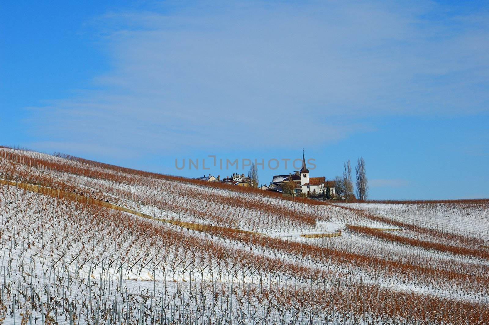 The vineyards around the village of Fechy, in Switzerland, under a light dusting of snow.