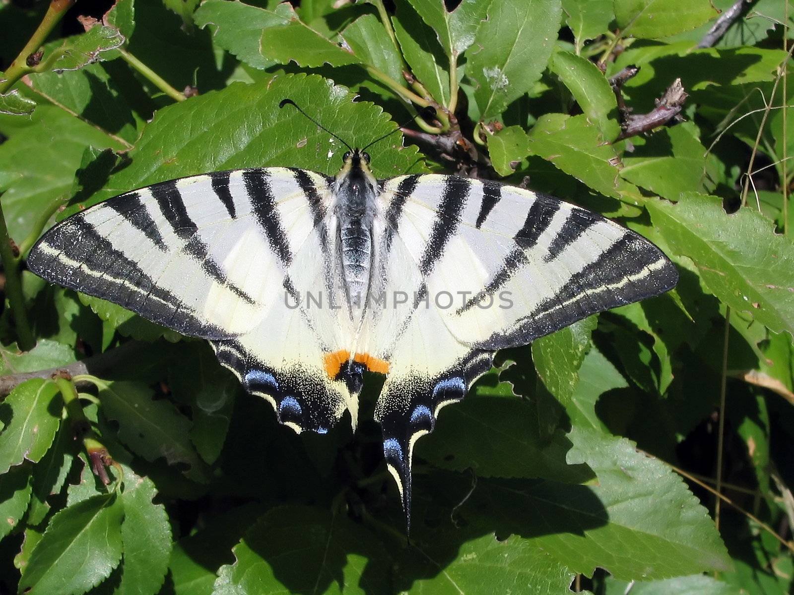 Tiger swallowtail  by ichip