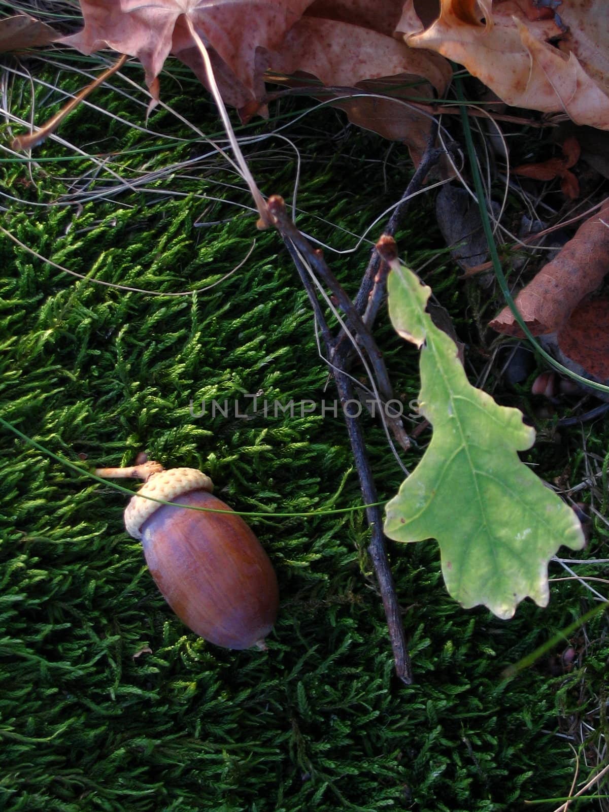 Acorn and leaf of the oak